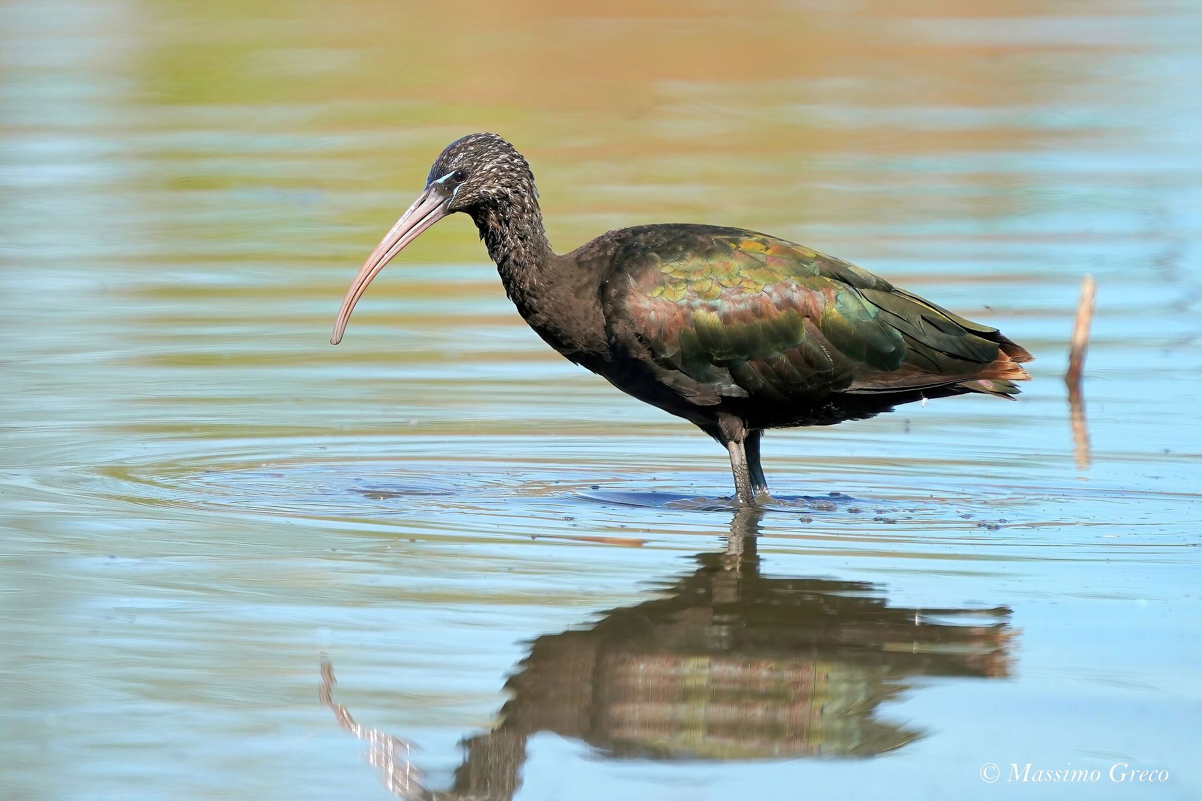 Mignattaio (Plegadis falcinellus)