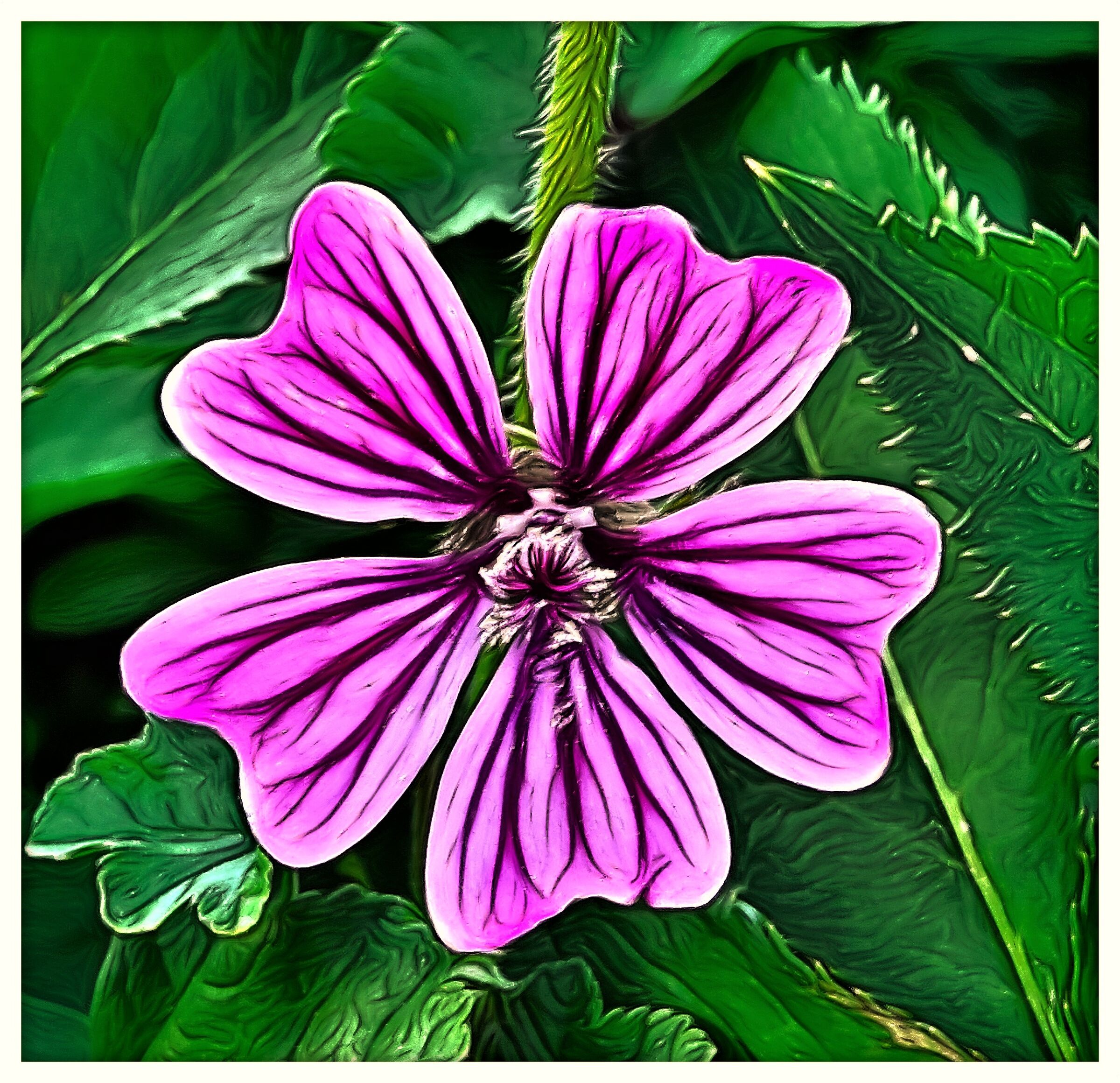 Malva - Elaborazione -