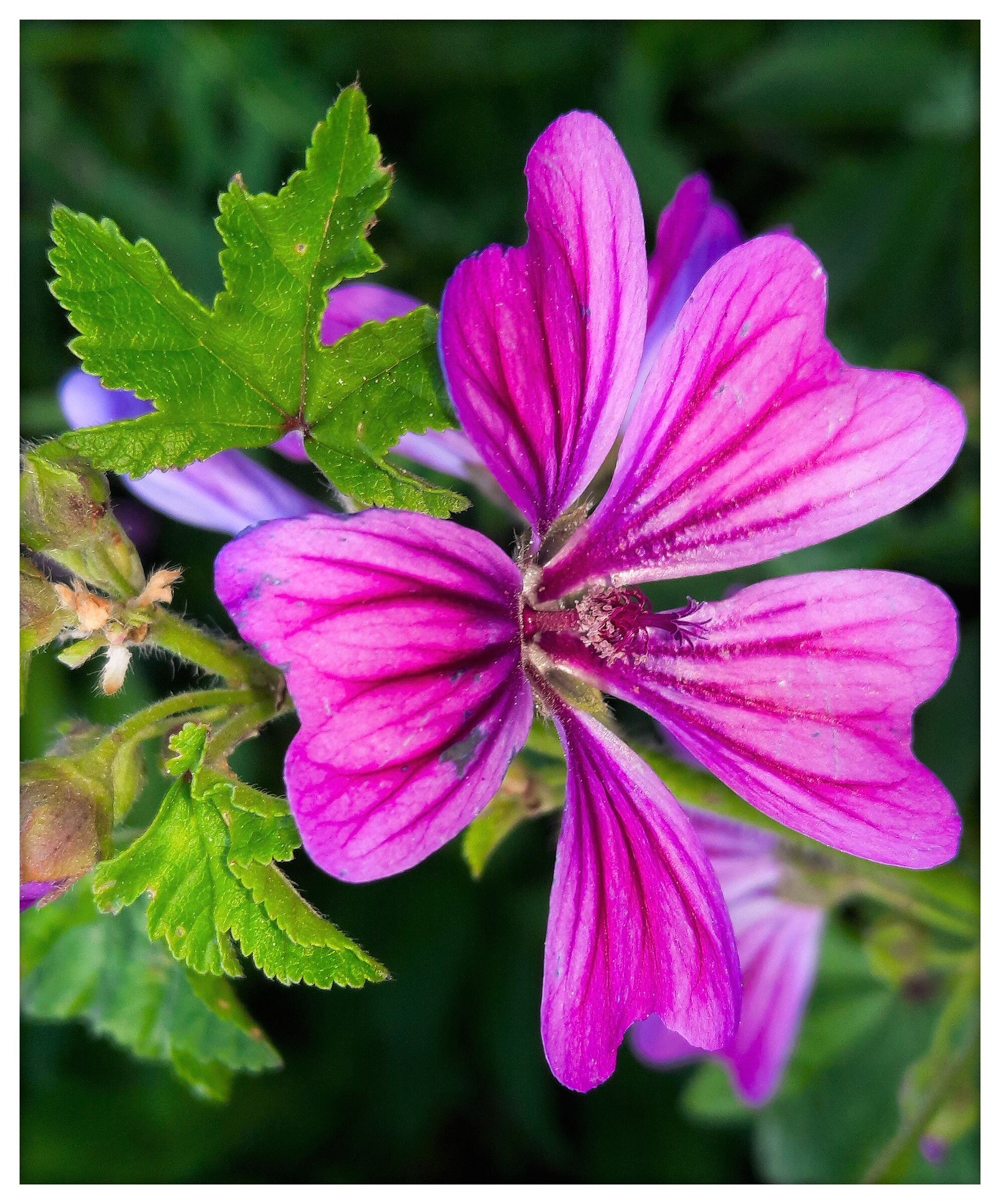 Malva  # 2
