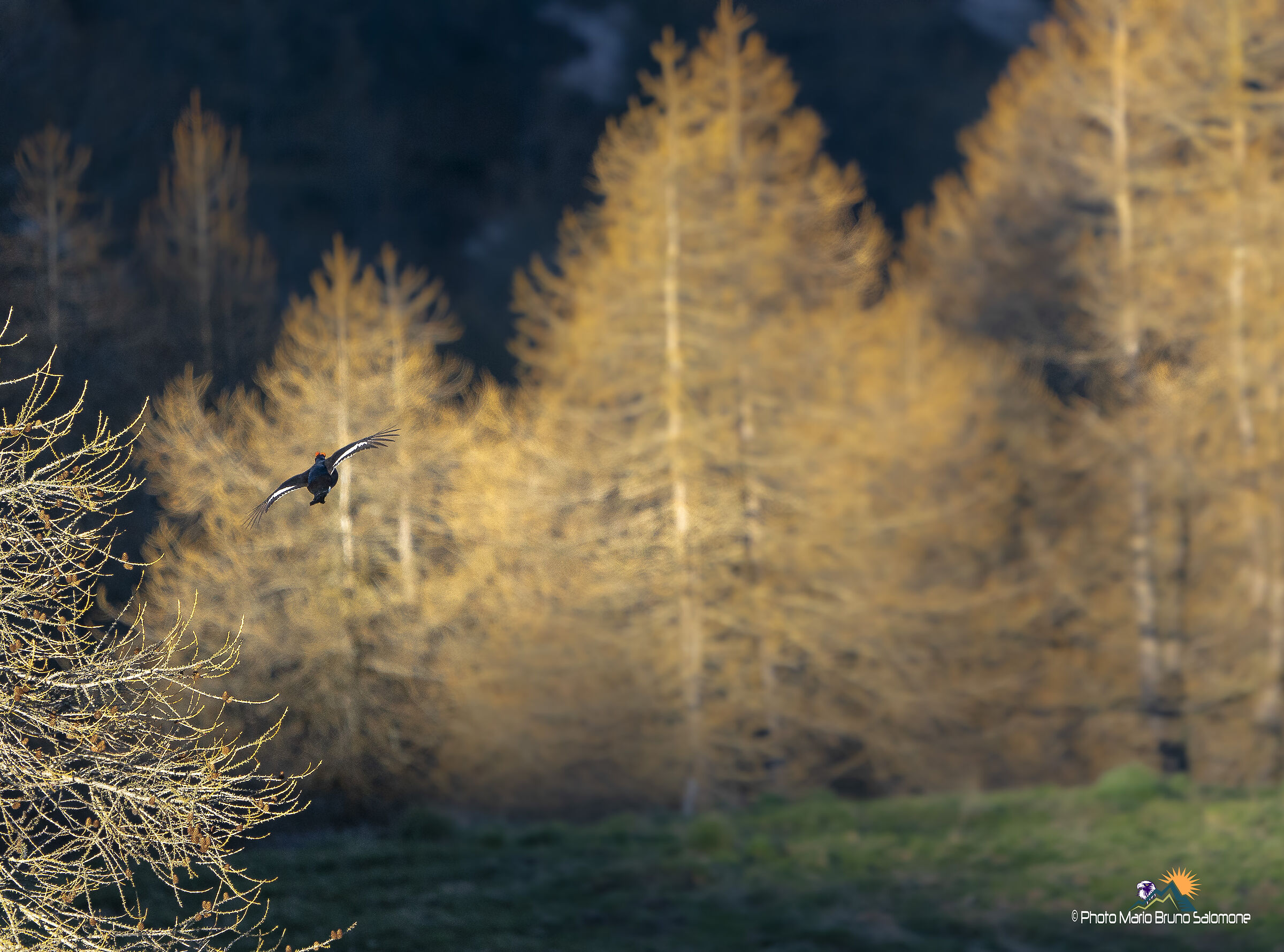 Il mattino ha il sole in bocca.