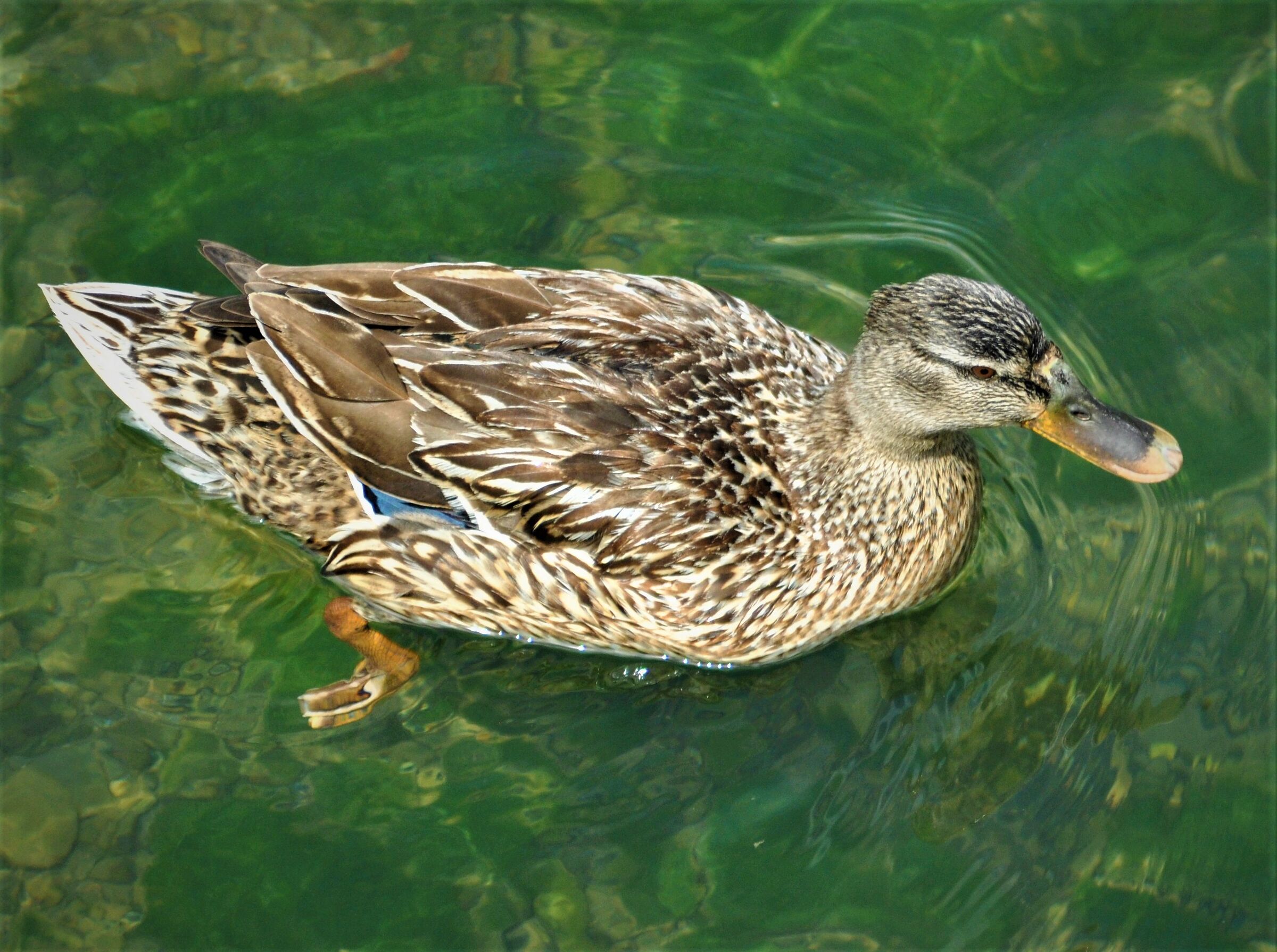 Nice duck