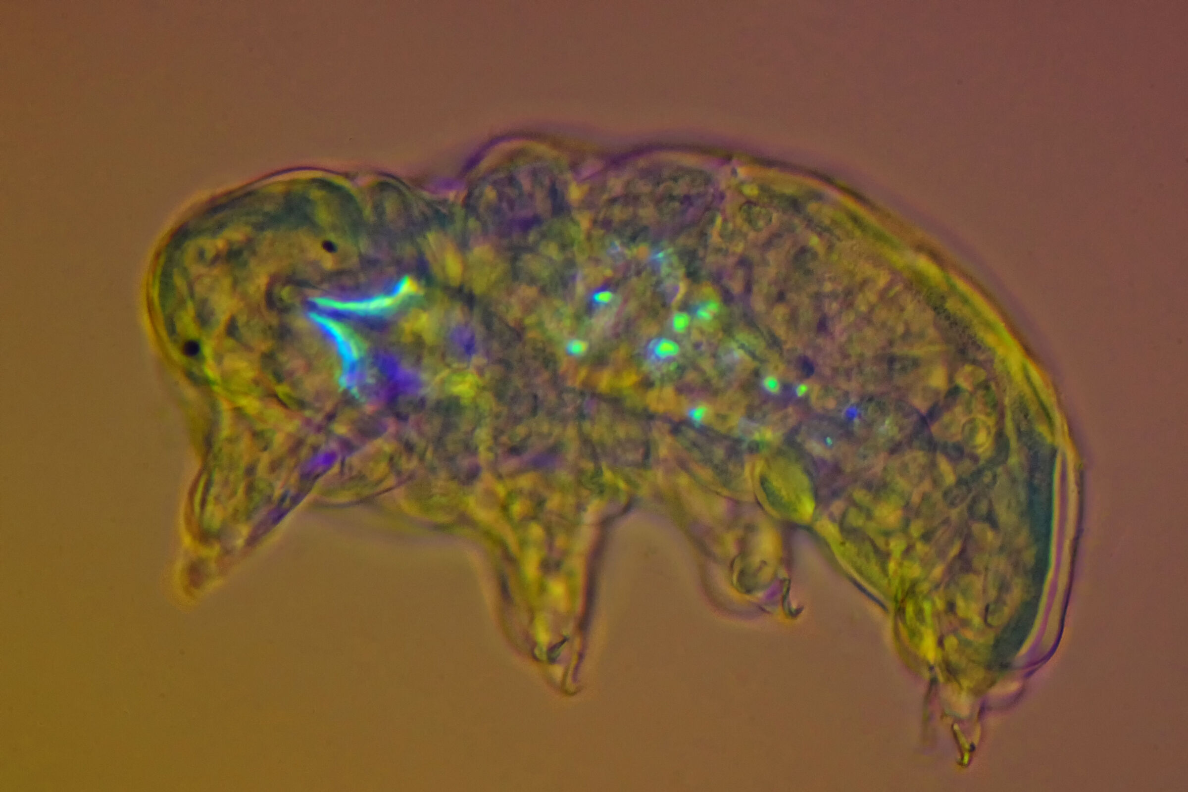 Tardigrade paramacrobiotus in polarized light at 40x