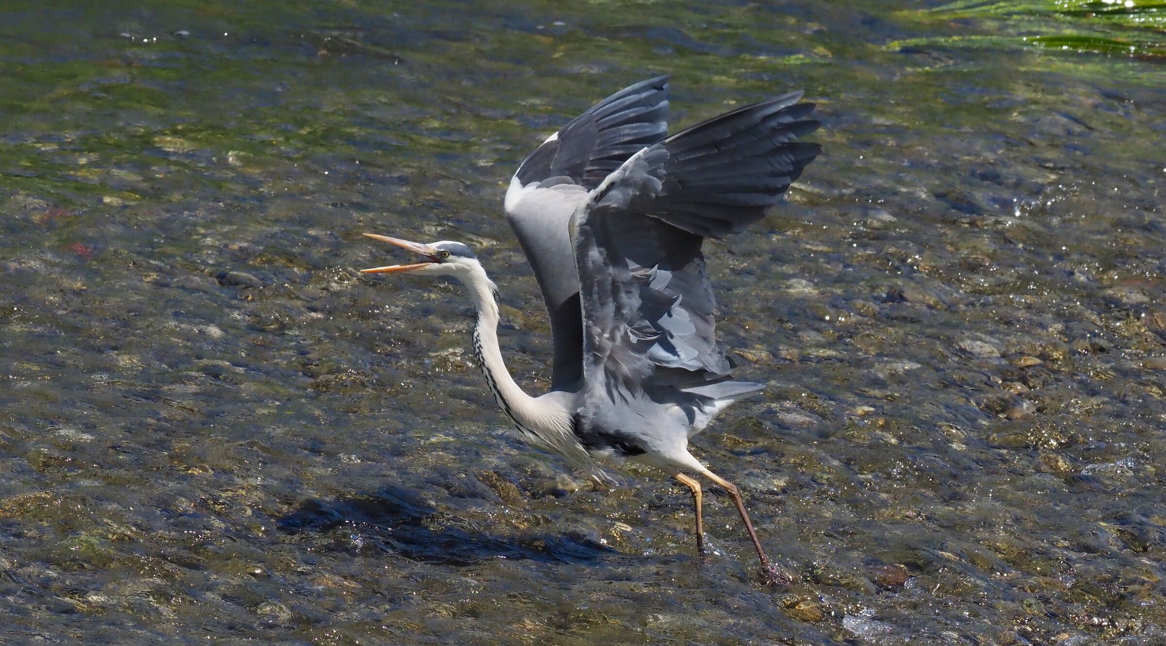 Indispected Cenerino 1