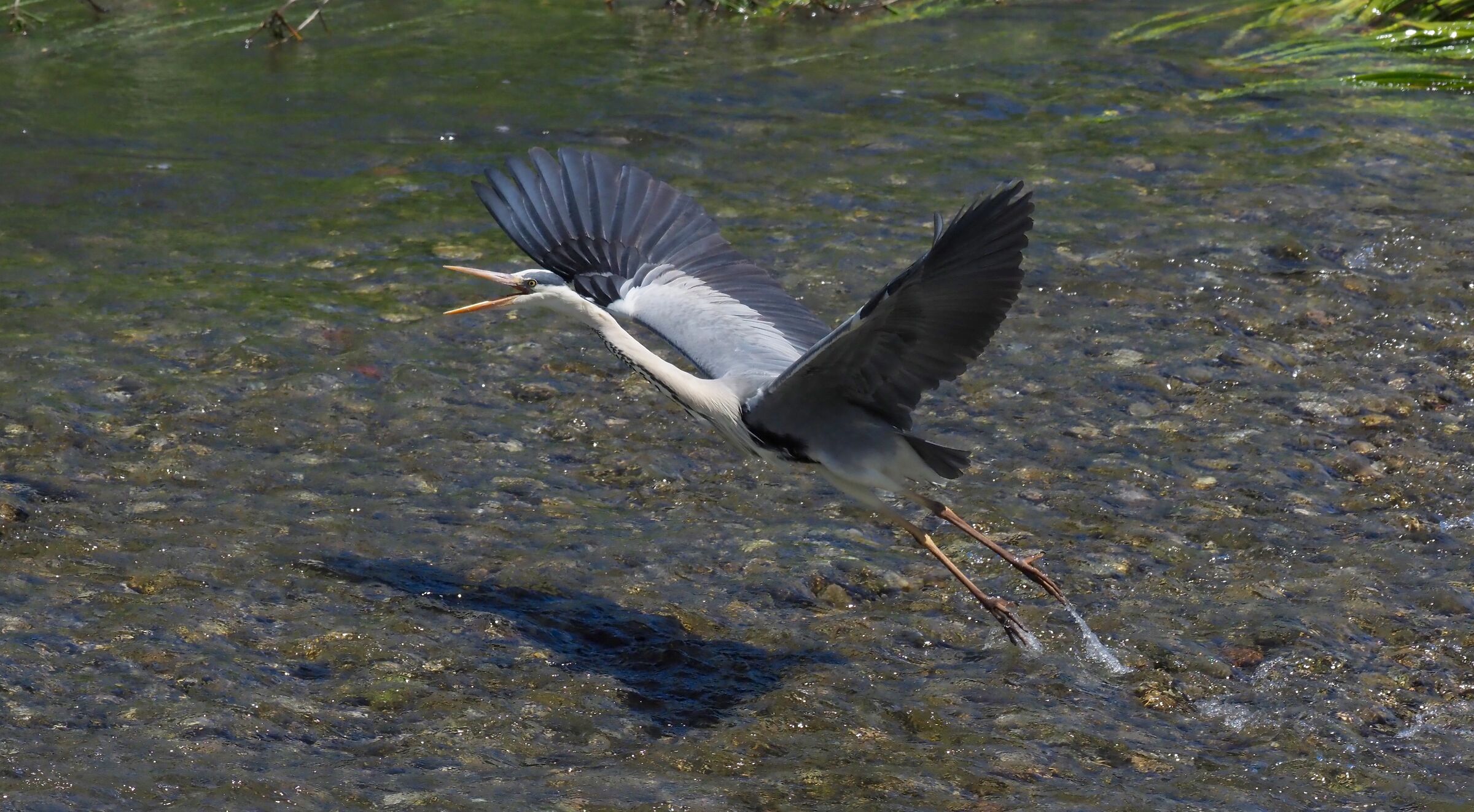 Indispected Cenerino 2