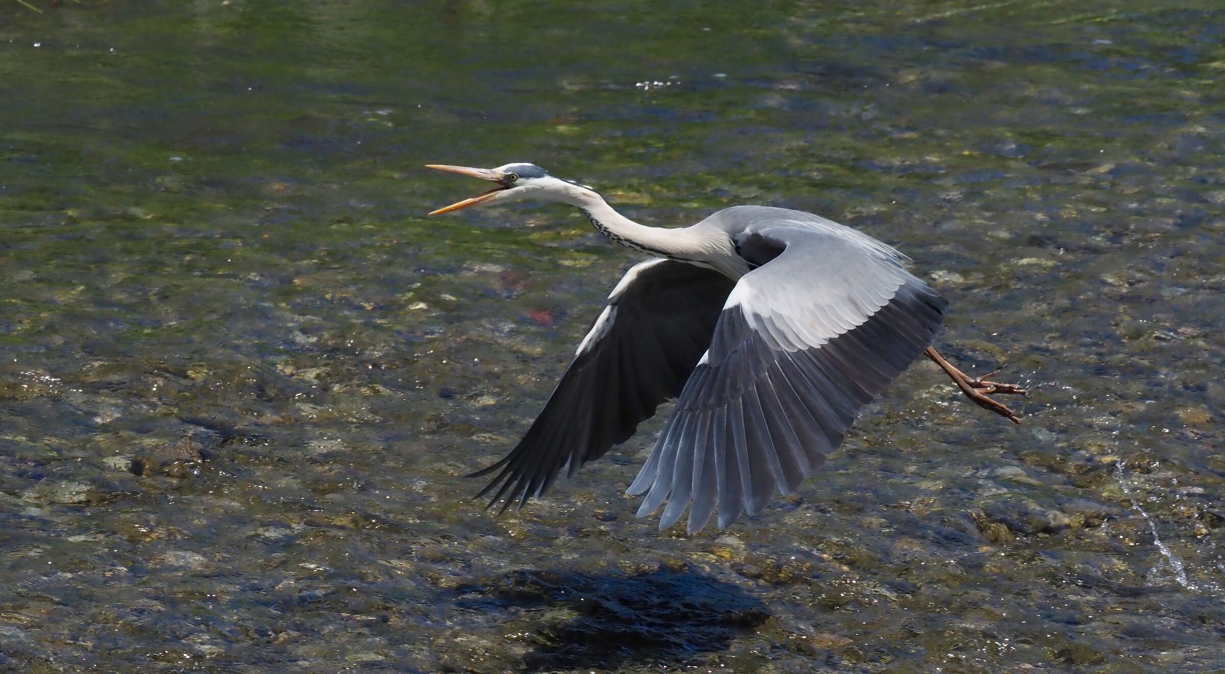 Indispected Cenerino 3