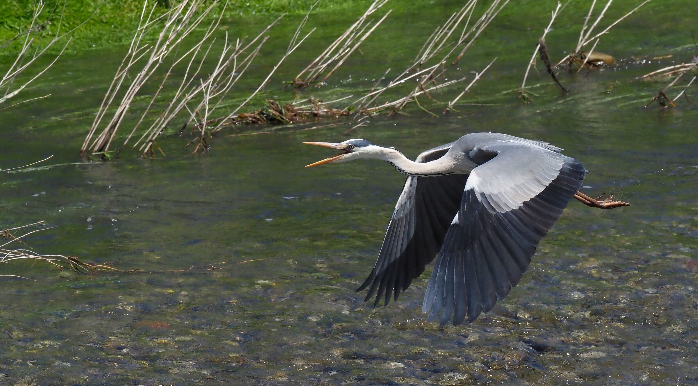Indispected Cenerino 5