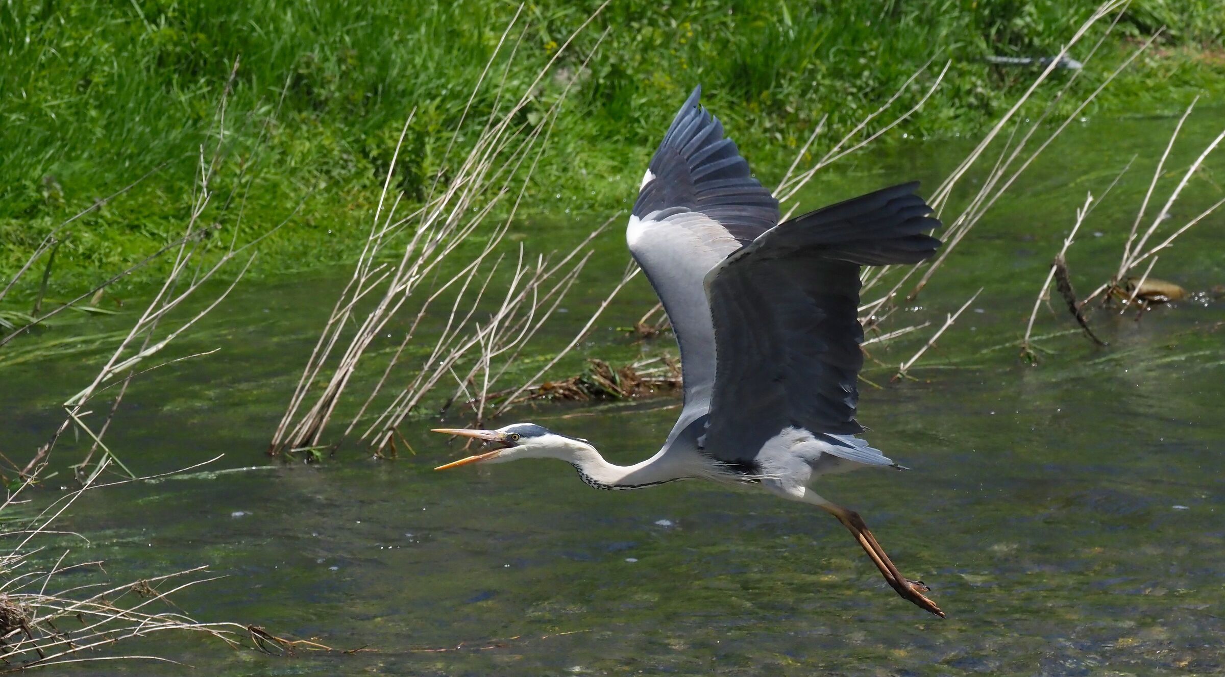 Indispected Cenerino 6