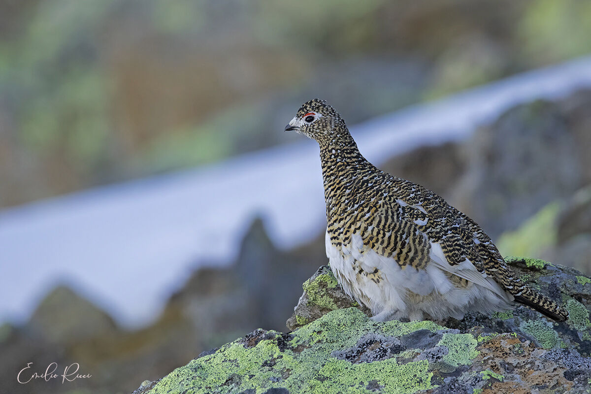 ptarmigan