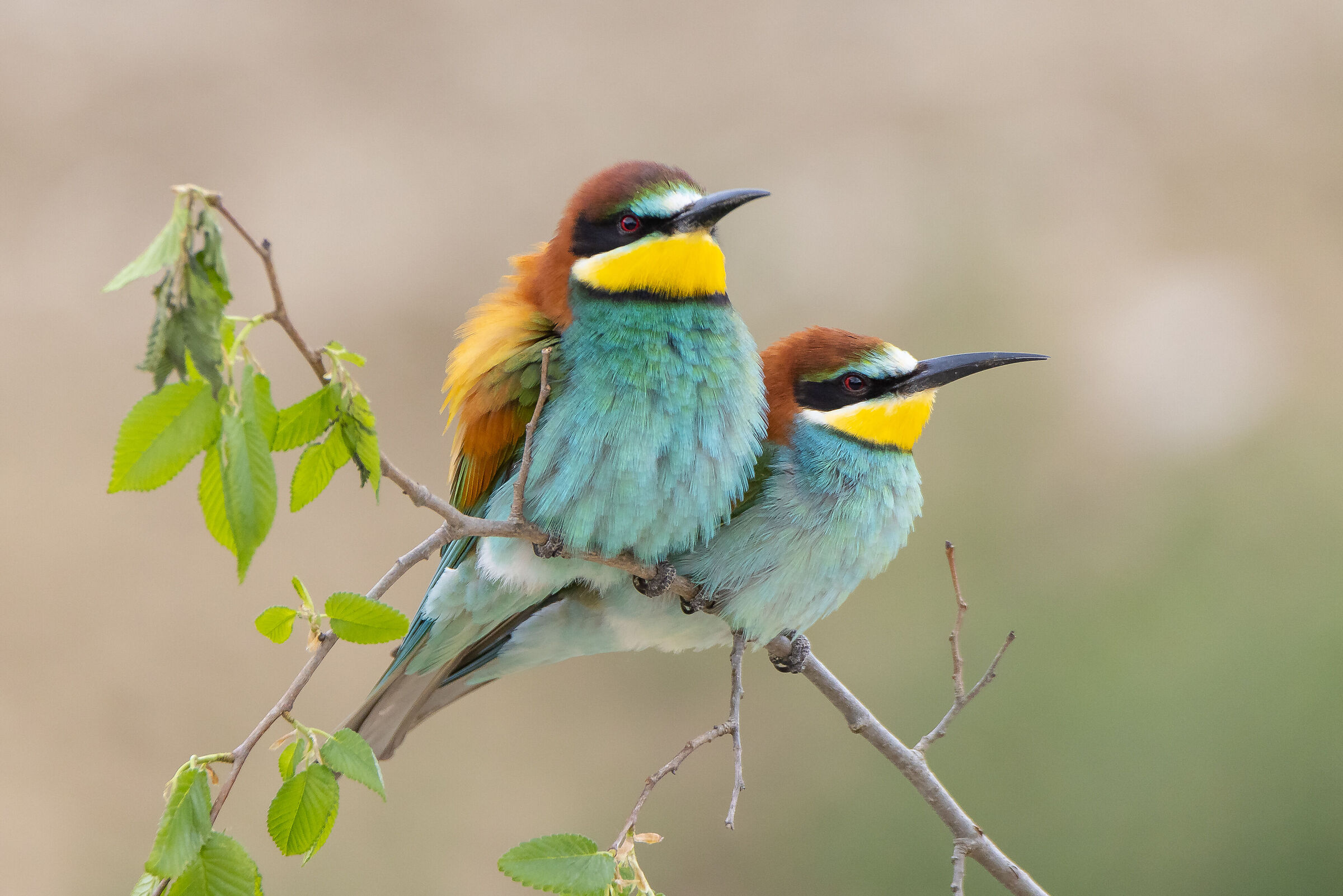 Gruccioni - Wikipedia