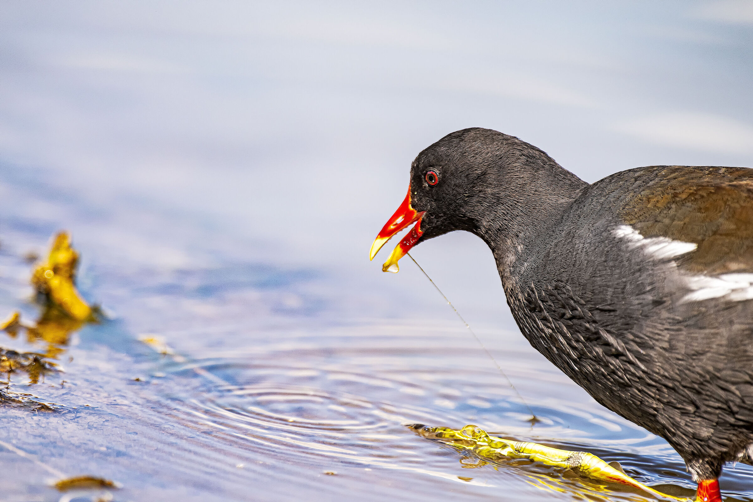 La Gallinella ha preso l'amo