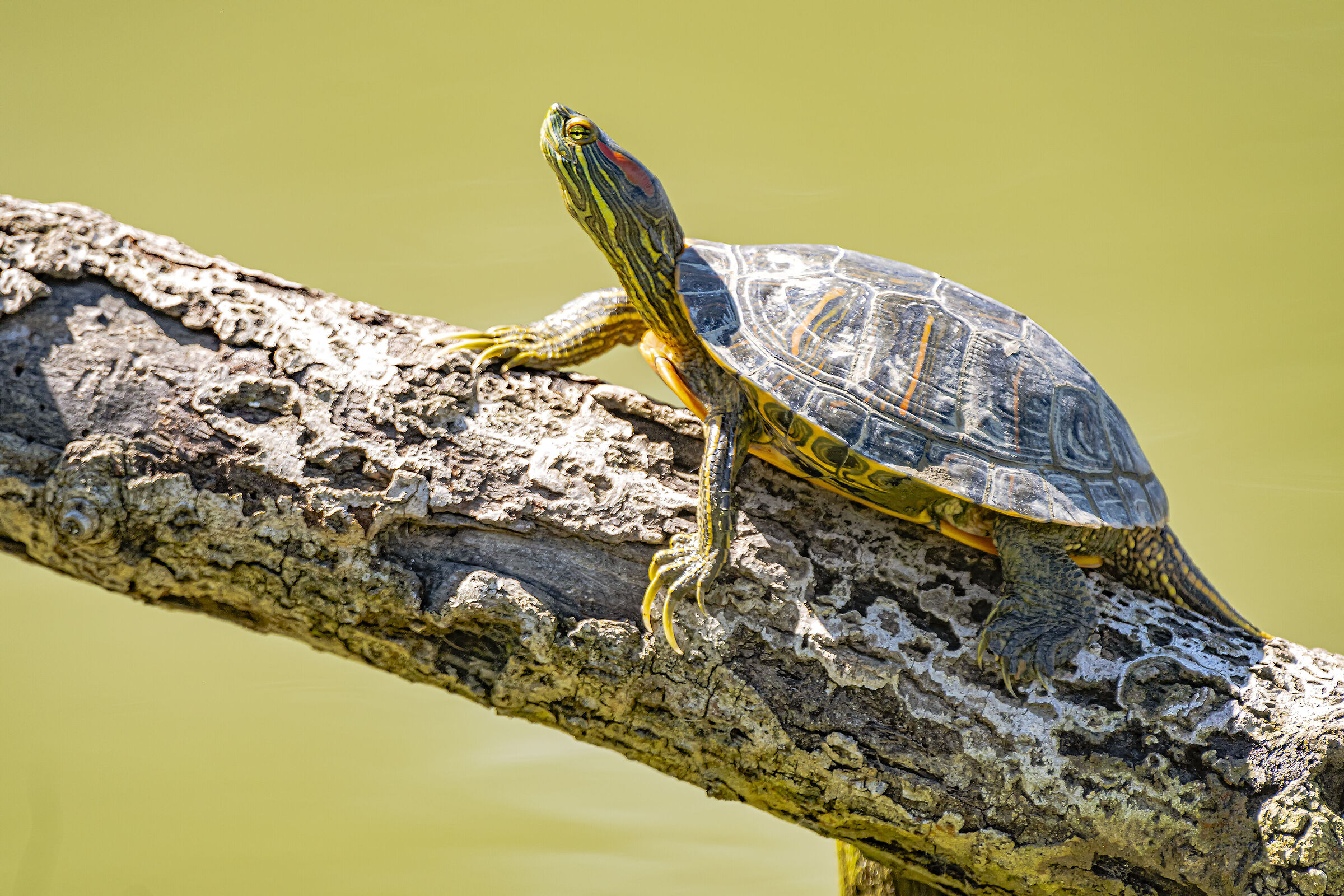 La Tartaruga con le unghie lunghe