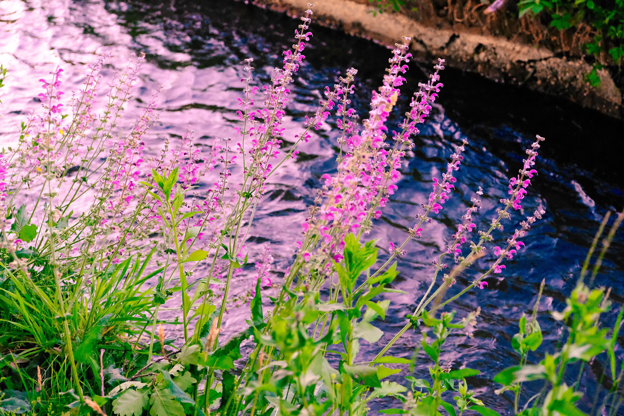 Flowers on the canal