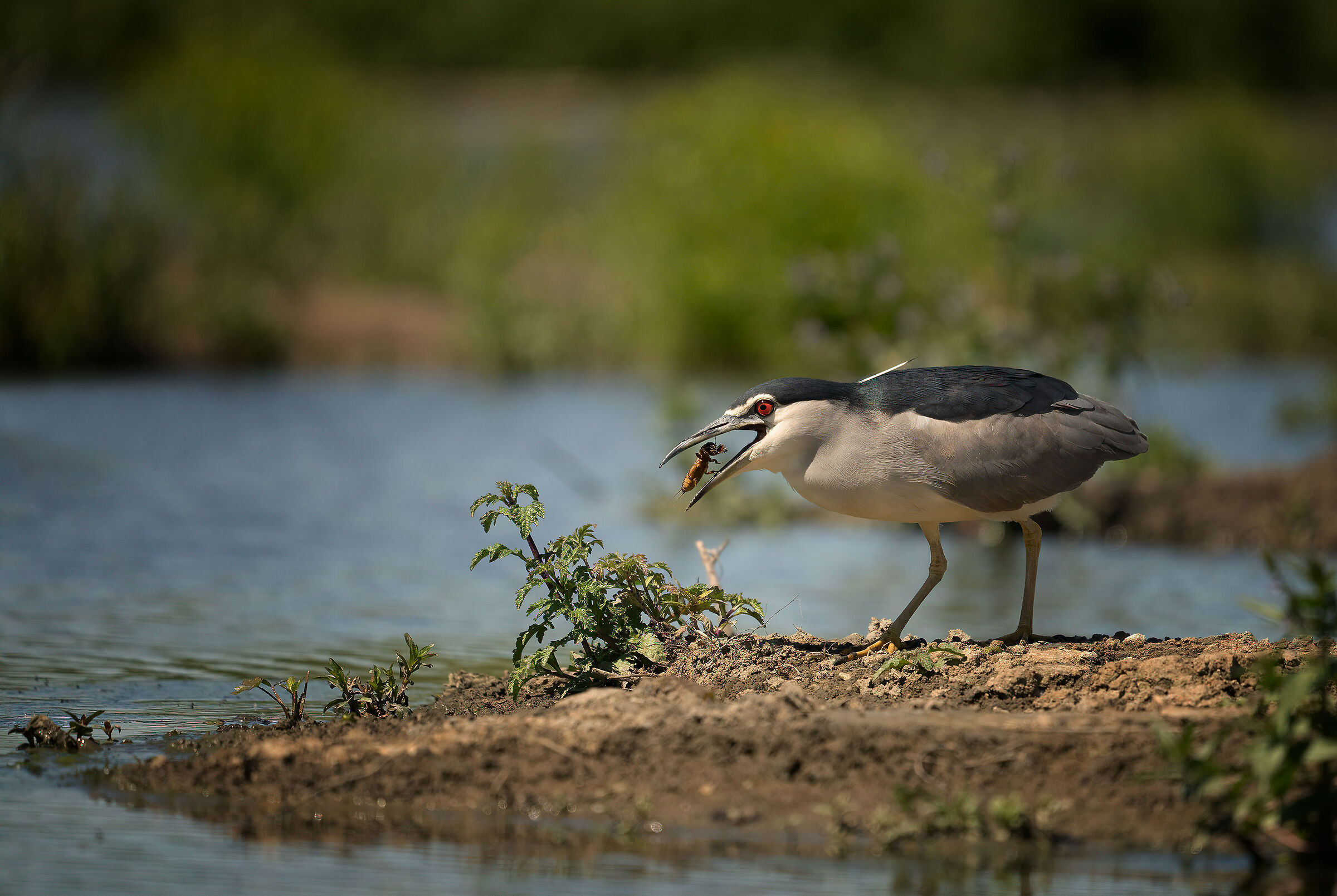 Nitticora e il Grillo talpa