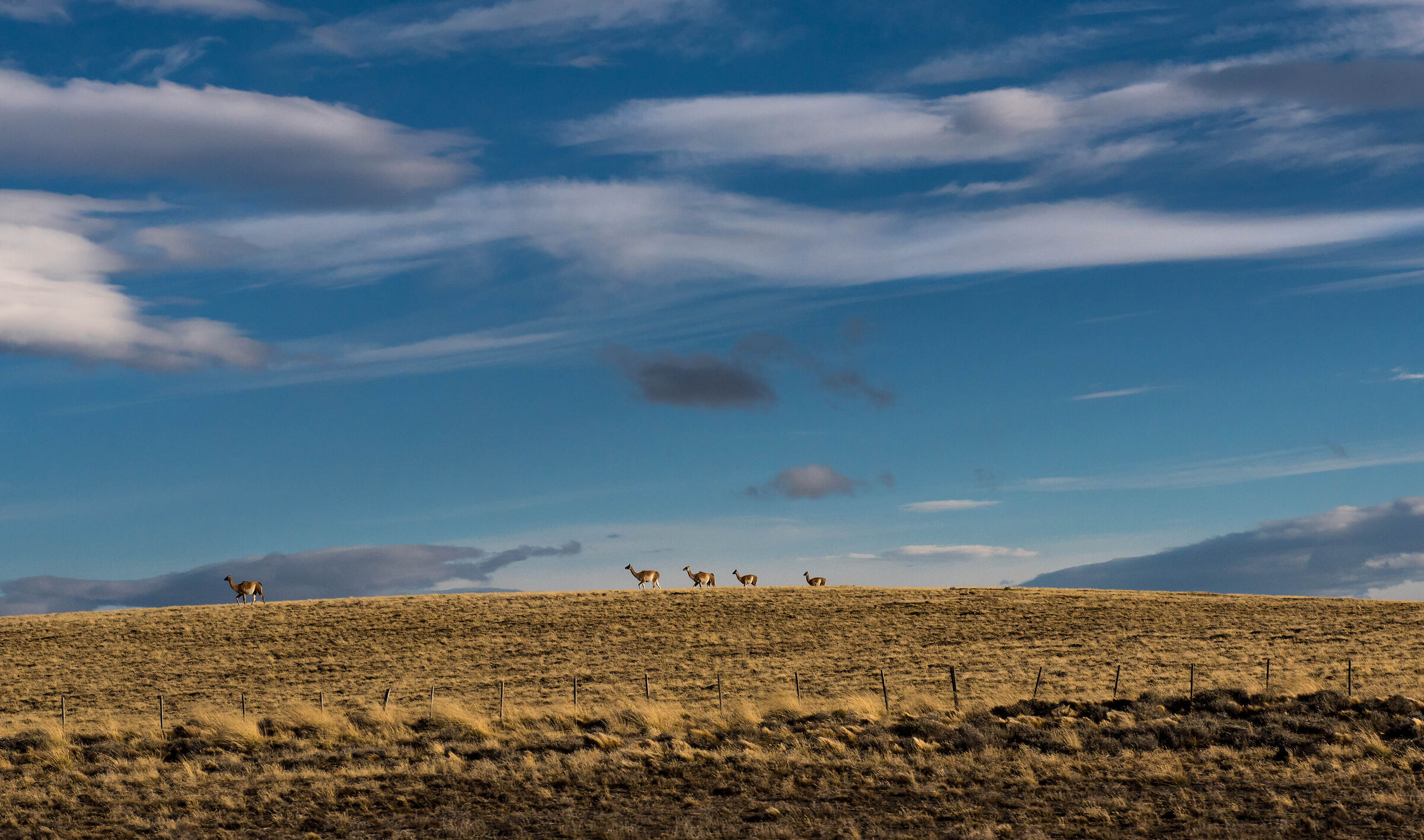 Guanachi all'orizzonte