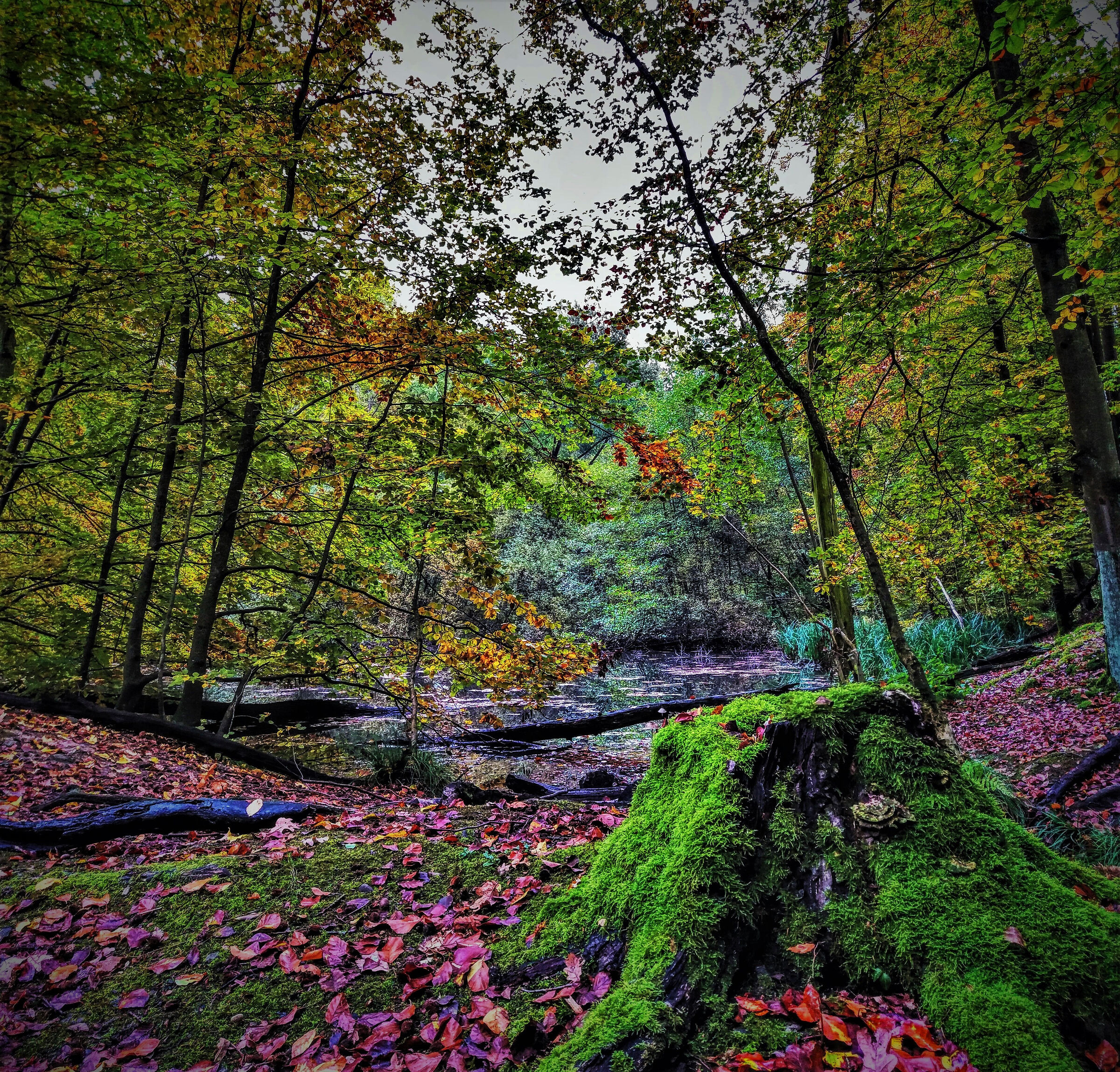 Laghetto presso Kloster Schiffenberg (Gießen)