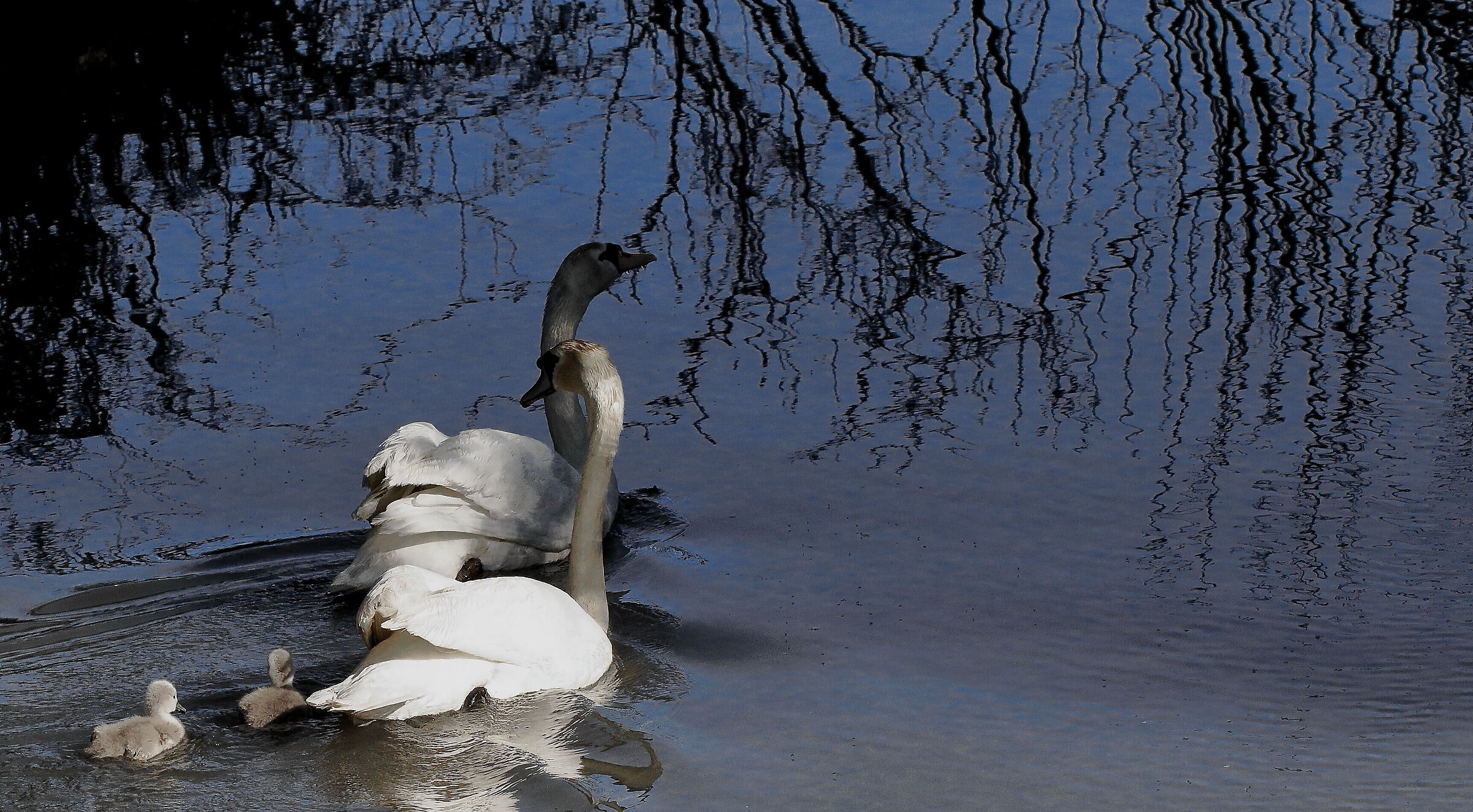 Cigni con piccoli