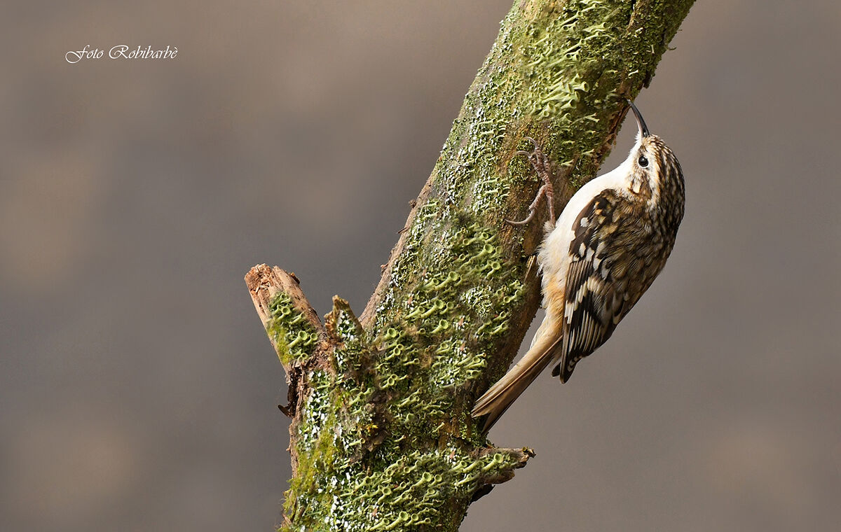 Rampichino Alpestre...