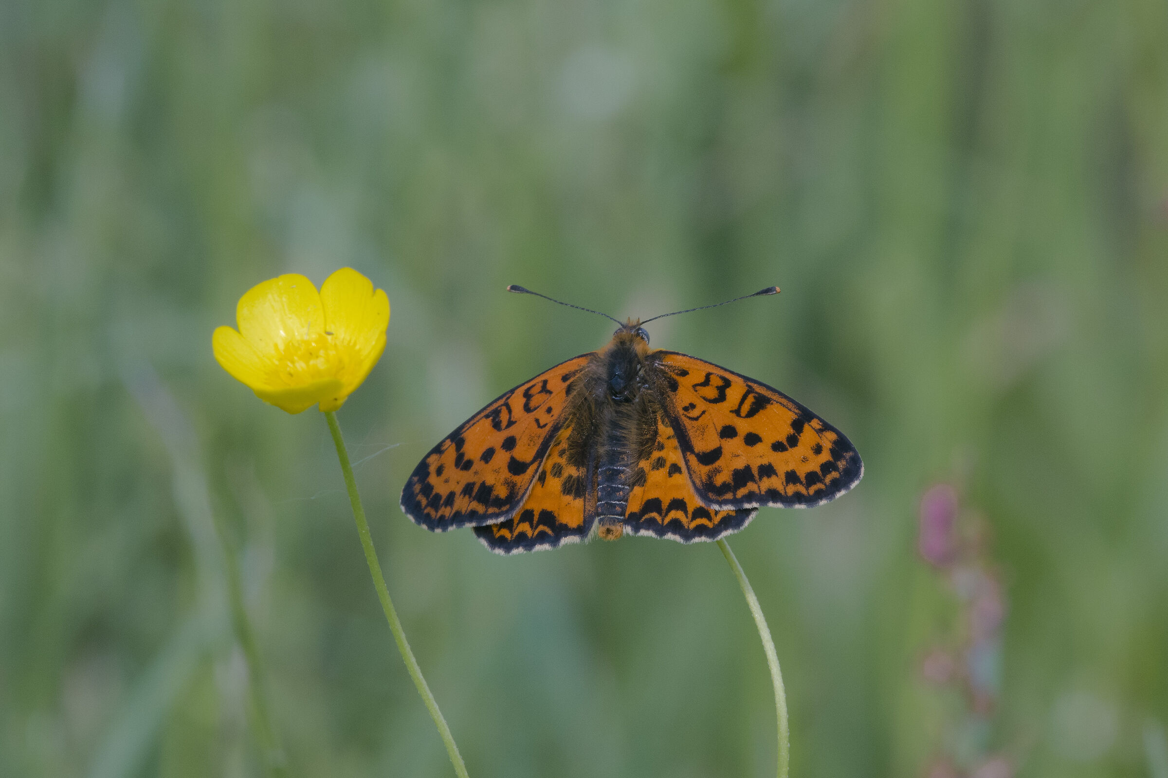 Melitaea didyma