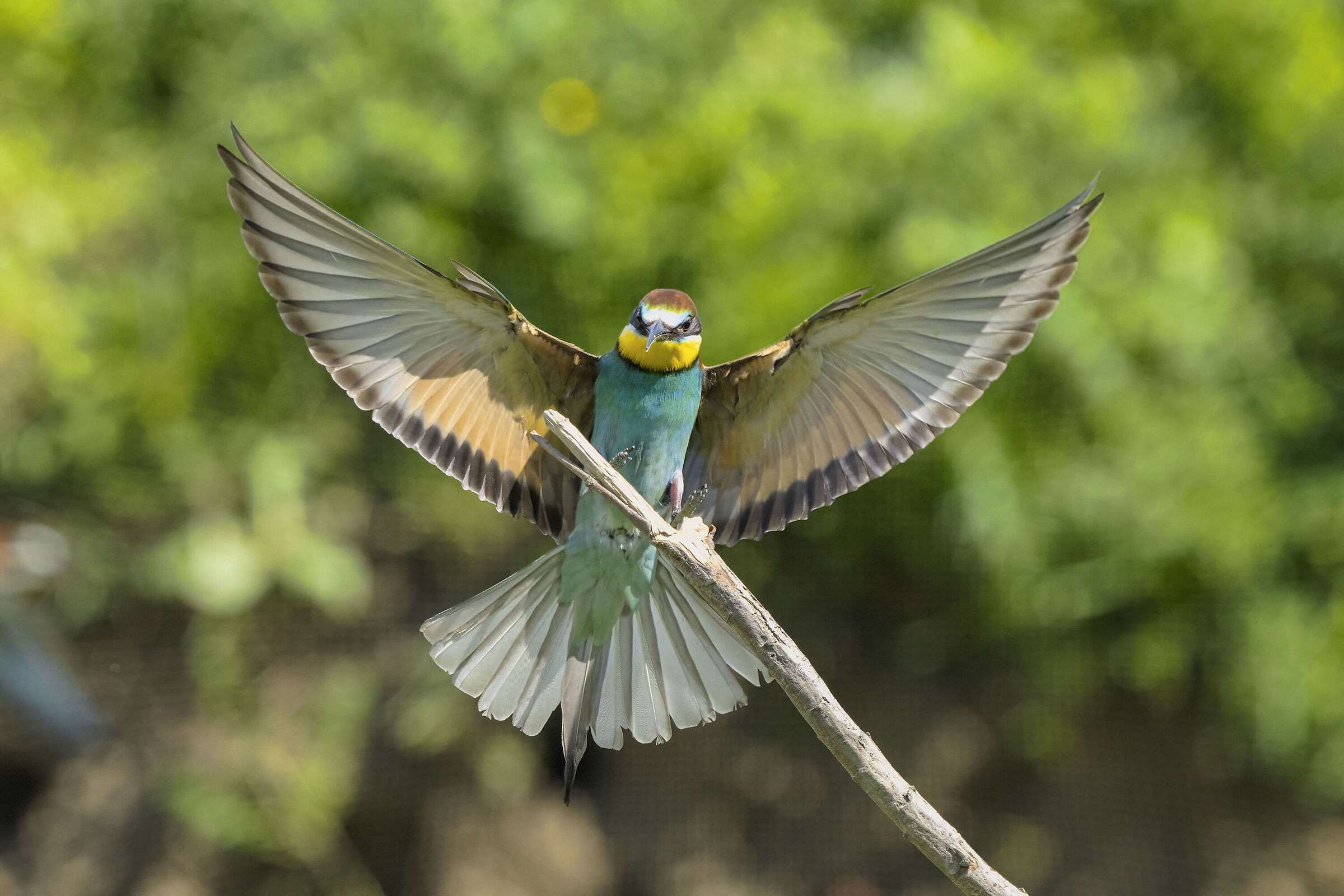 Gruccione in atterraggio