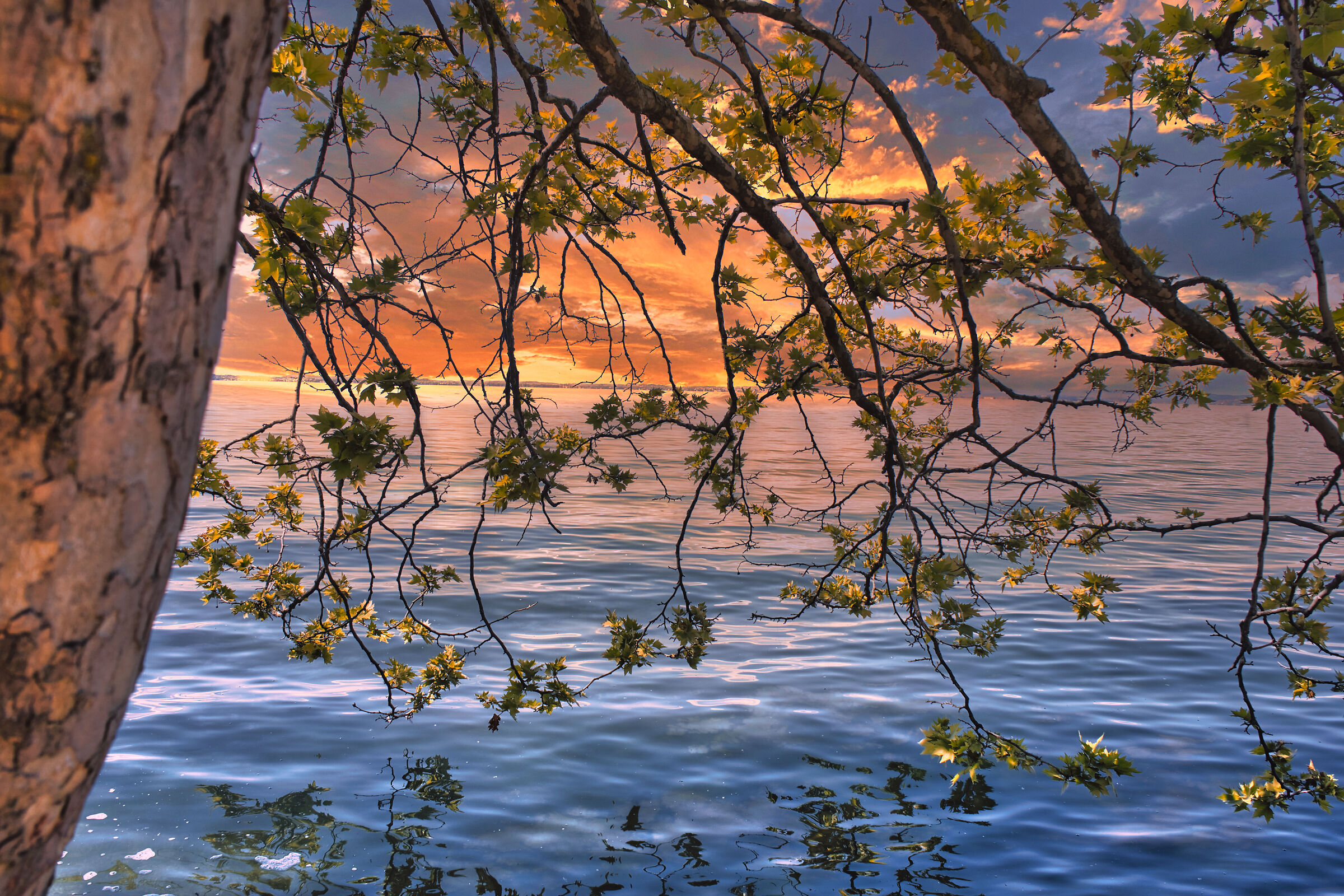 magic among the branches