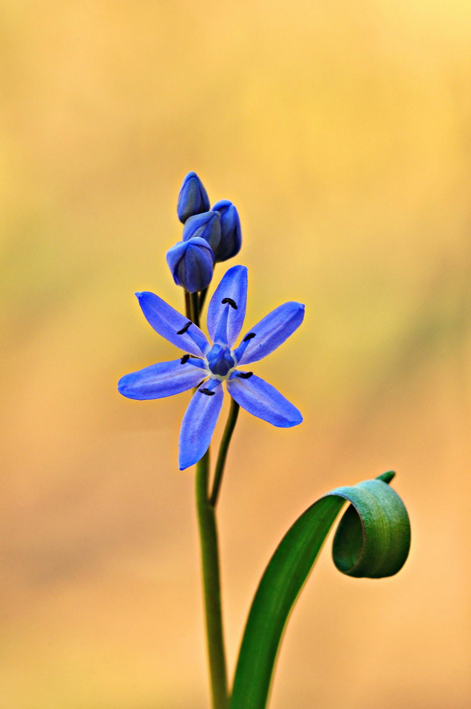 scilla bifolia