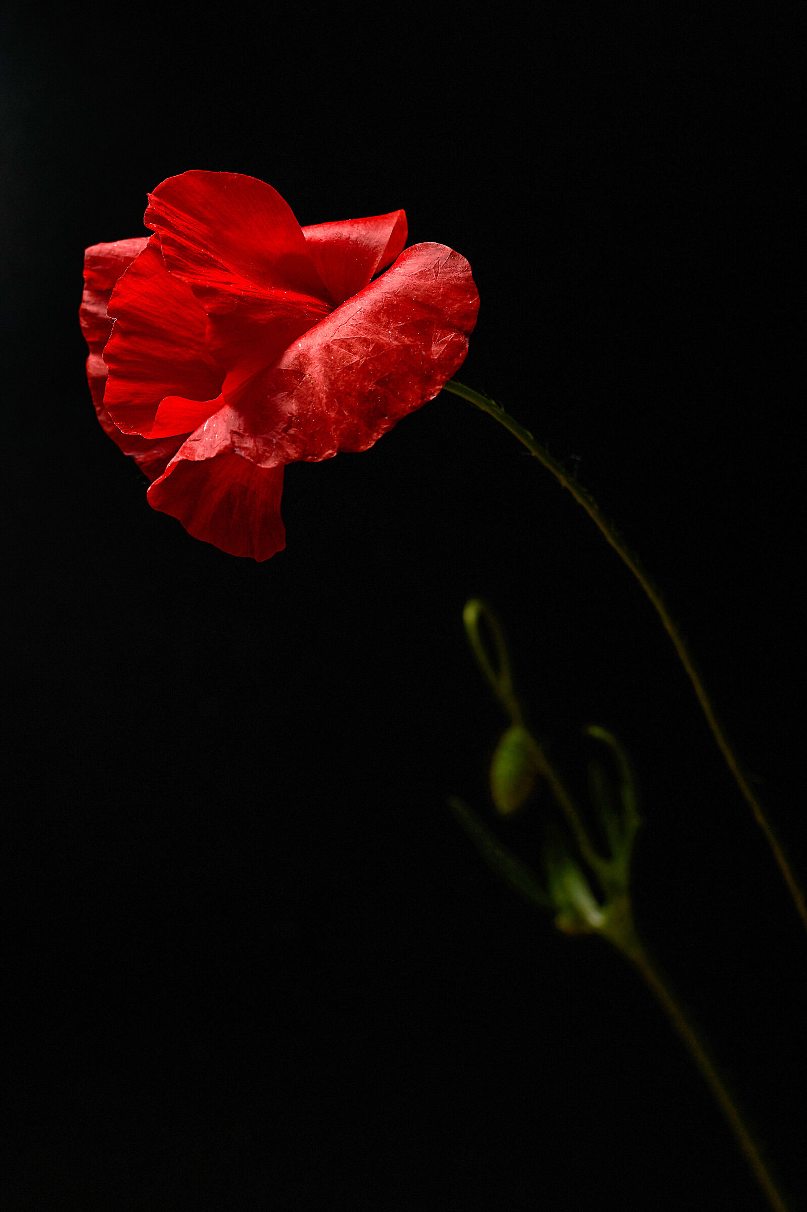 poppy
