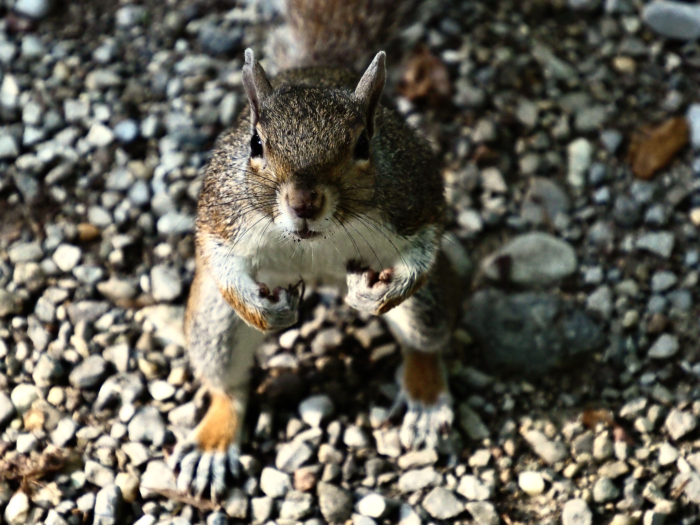 Come on, give me a peanut...