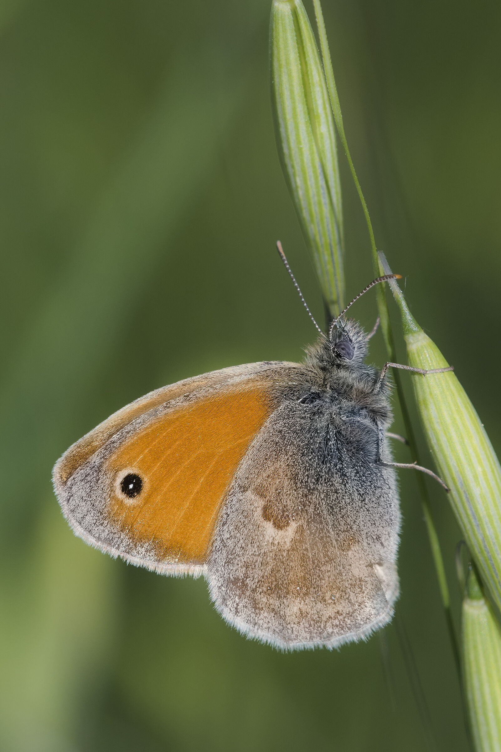 Ninfa minore (Coenonympha pamphilus)