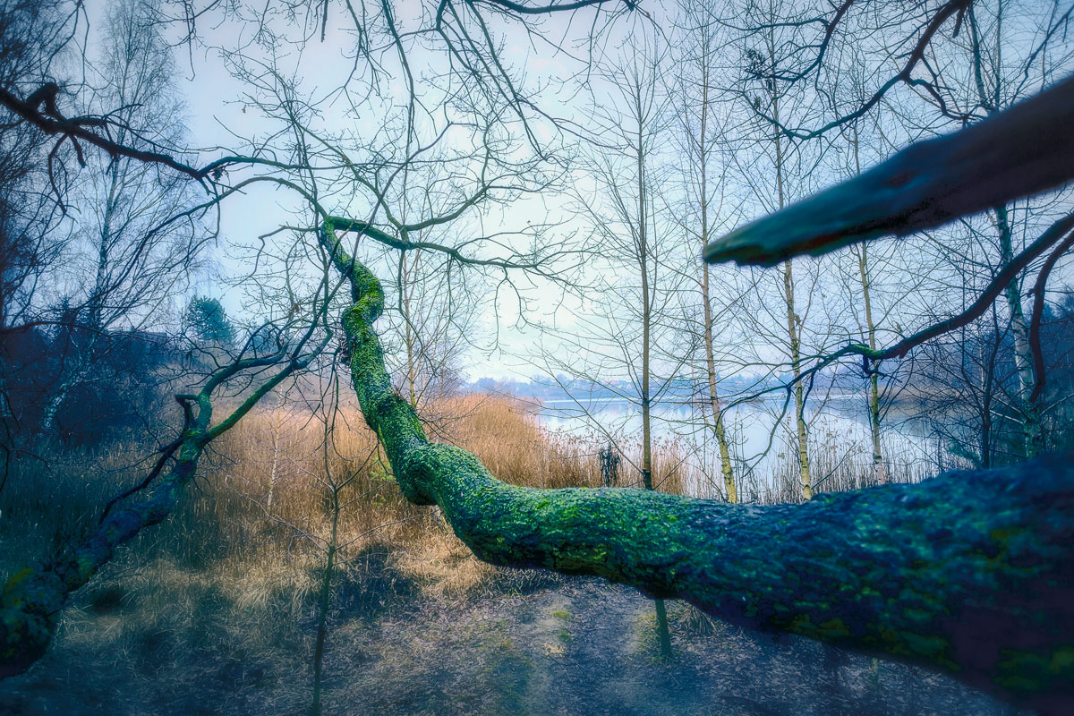 Foggy morning