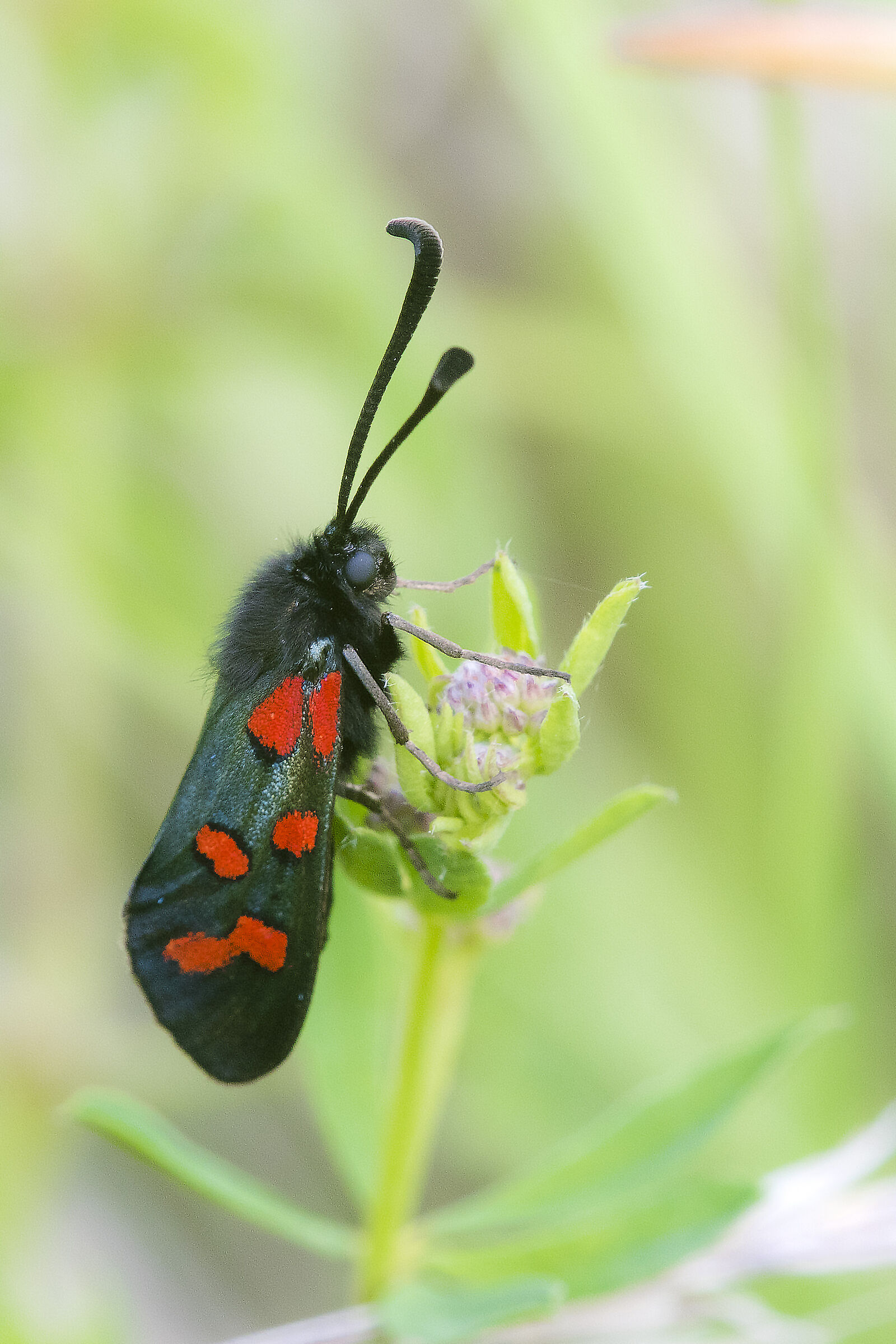 Zygaena filipendulae