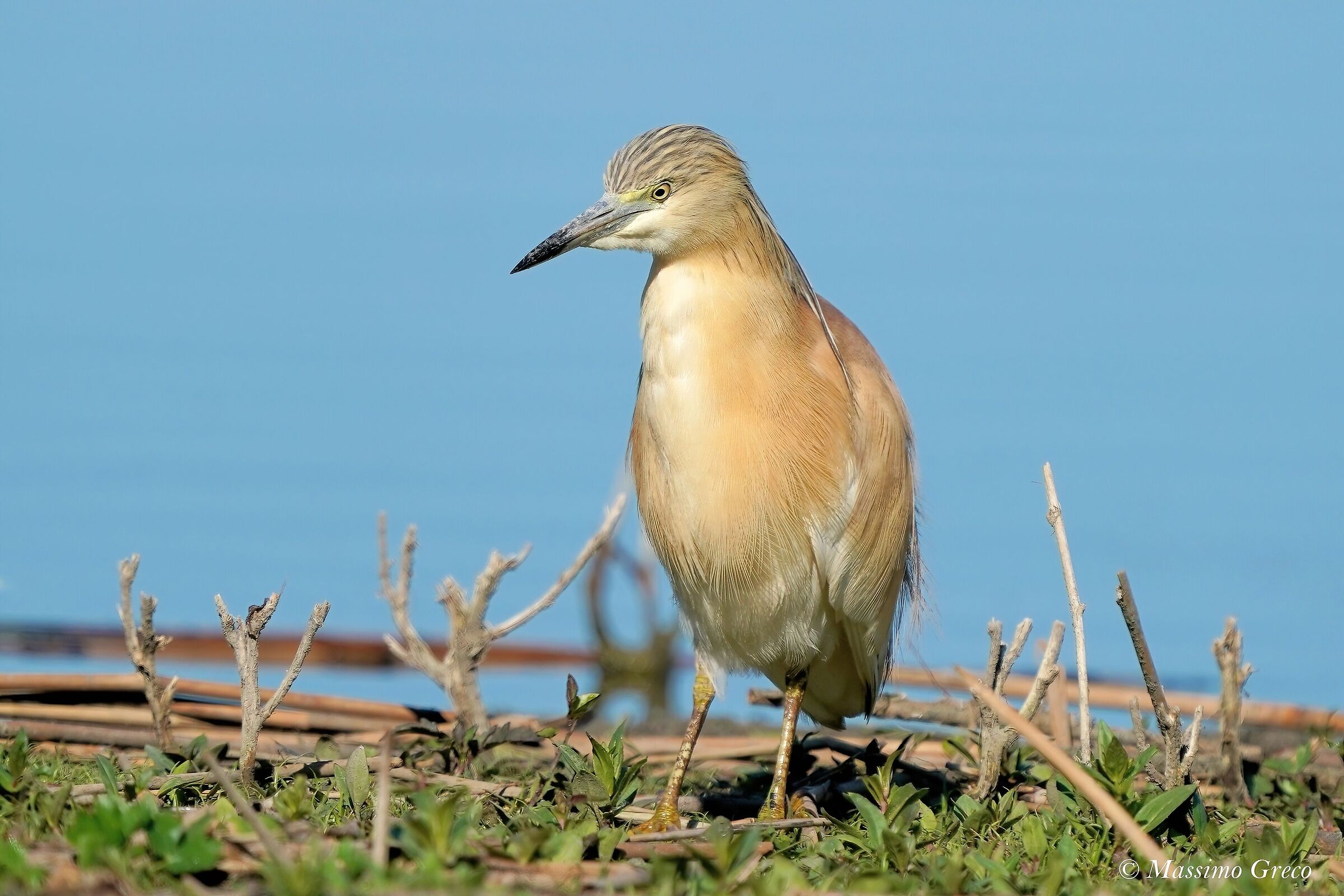 Sgarza ciuffetto (Ardeola ralloides)