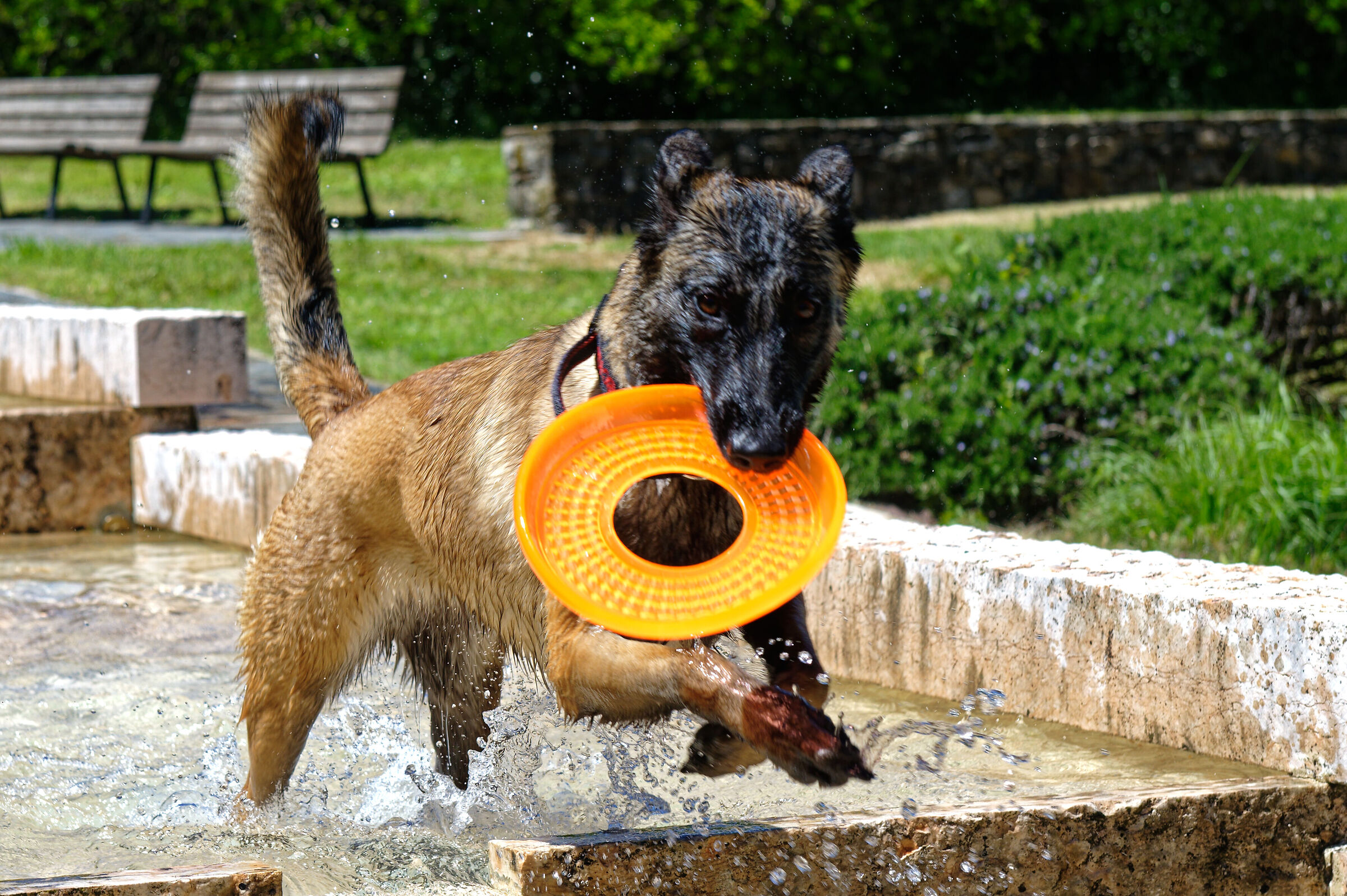 Il frisbee è mio....