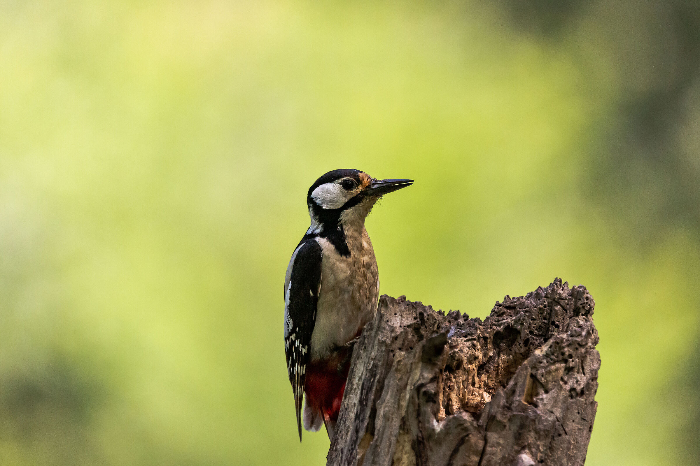 Major red woodpecker