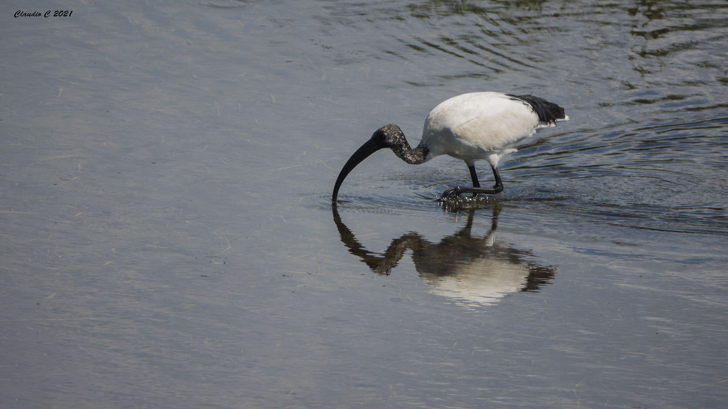 My first SACRED IBIS