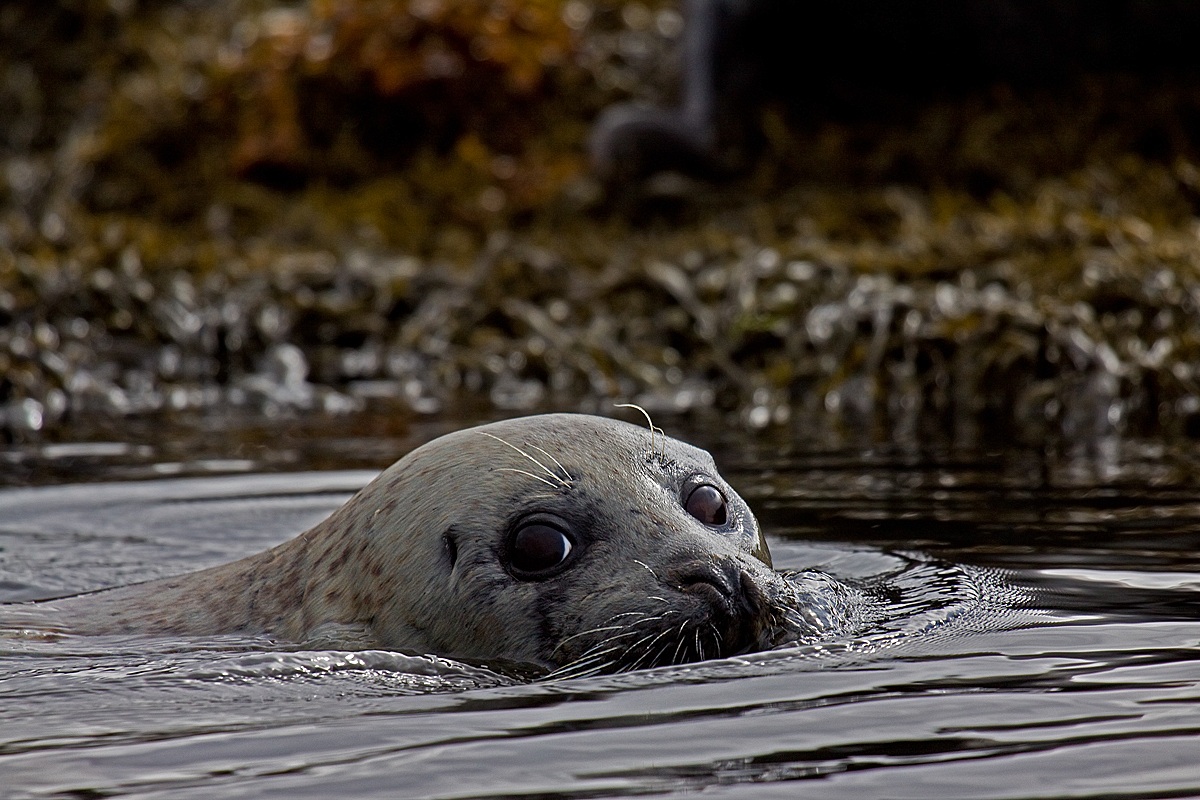 Grey Seal (Halichoerus grypus)