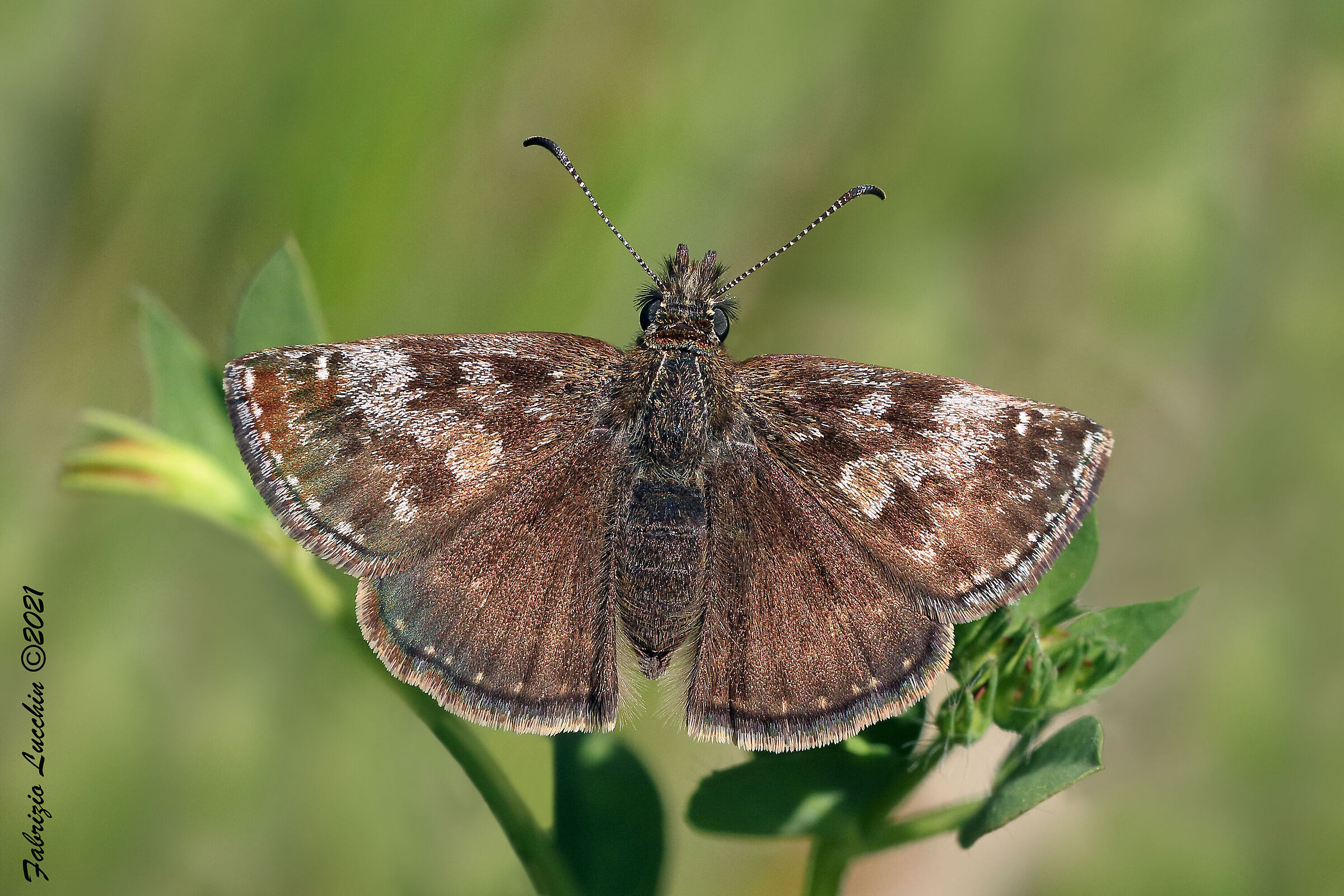 Erynnis tages (esemplare femmina)