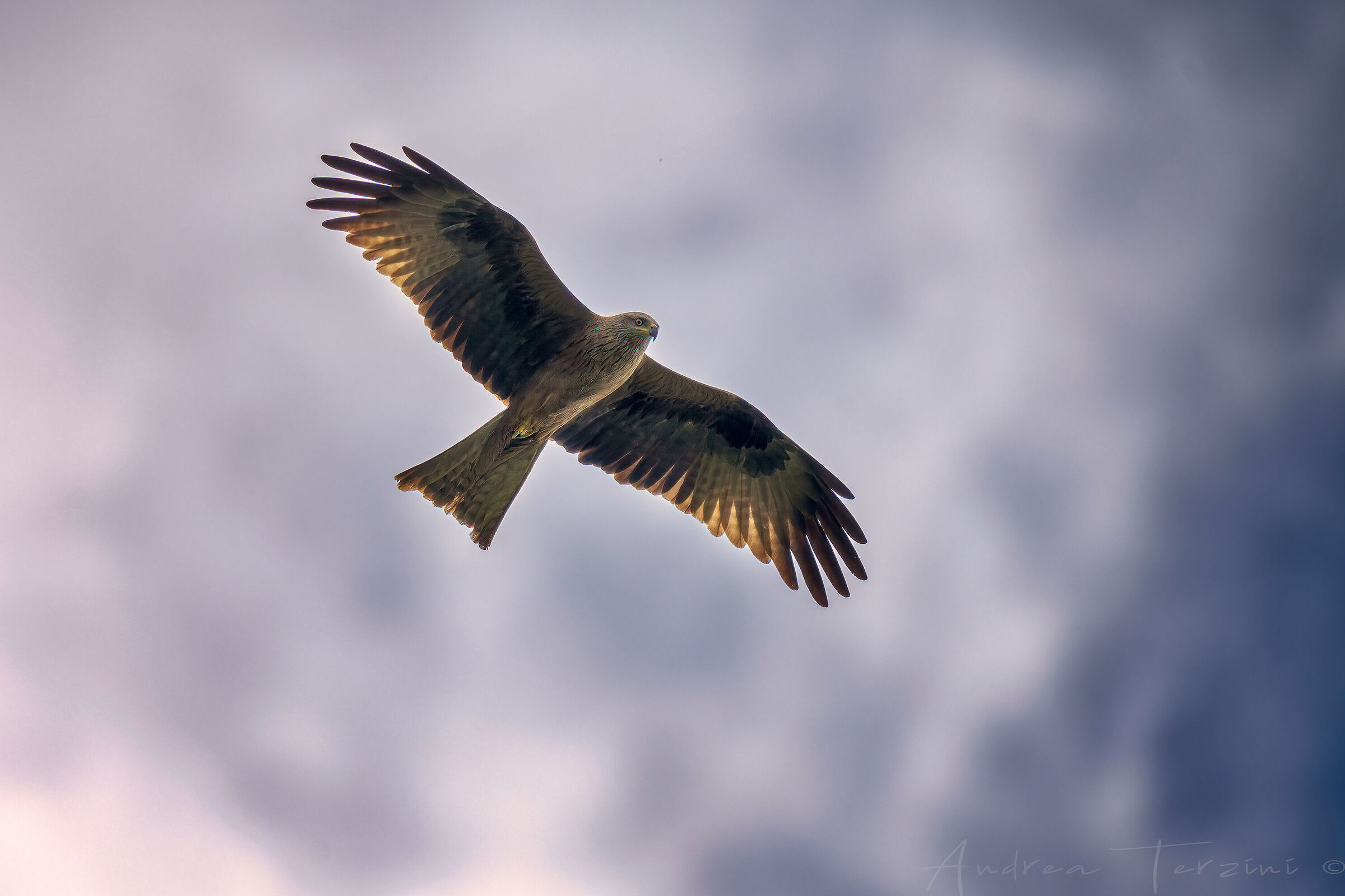 Falco in perlustrazione...