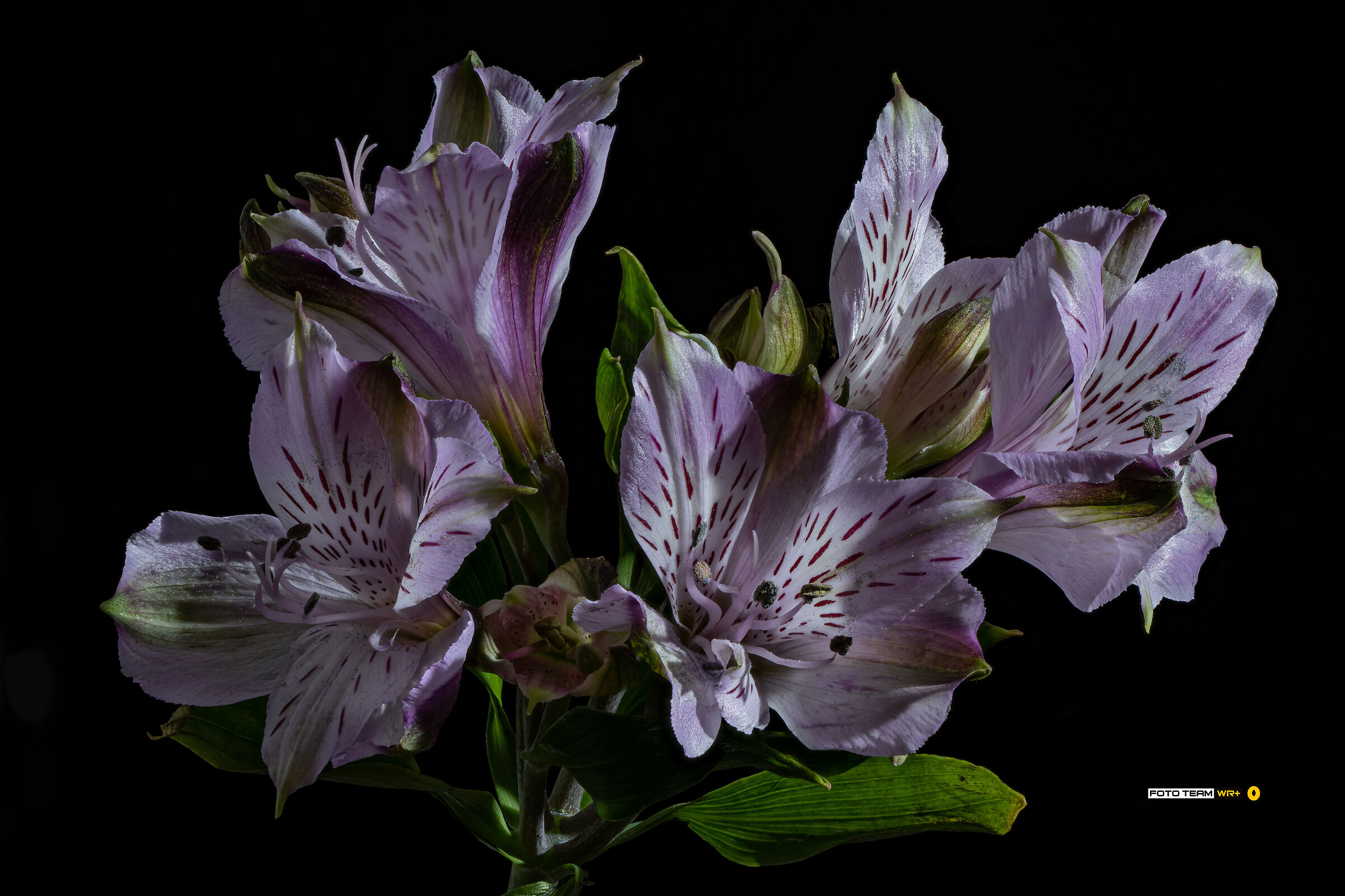Alstroemeria