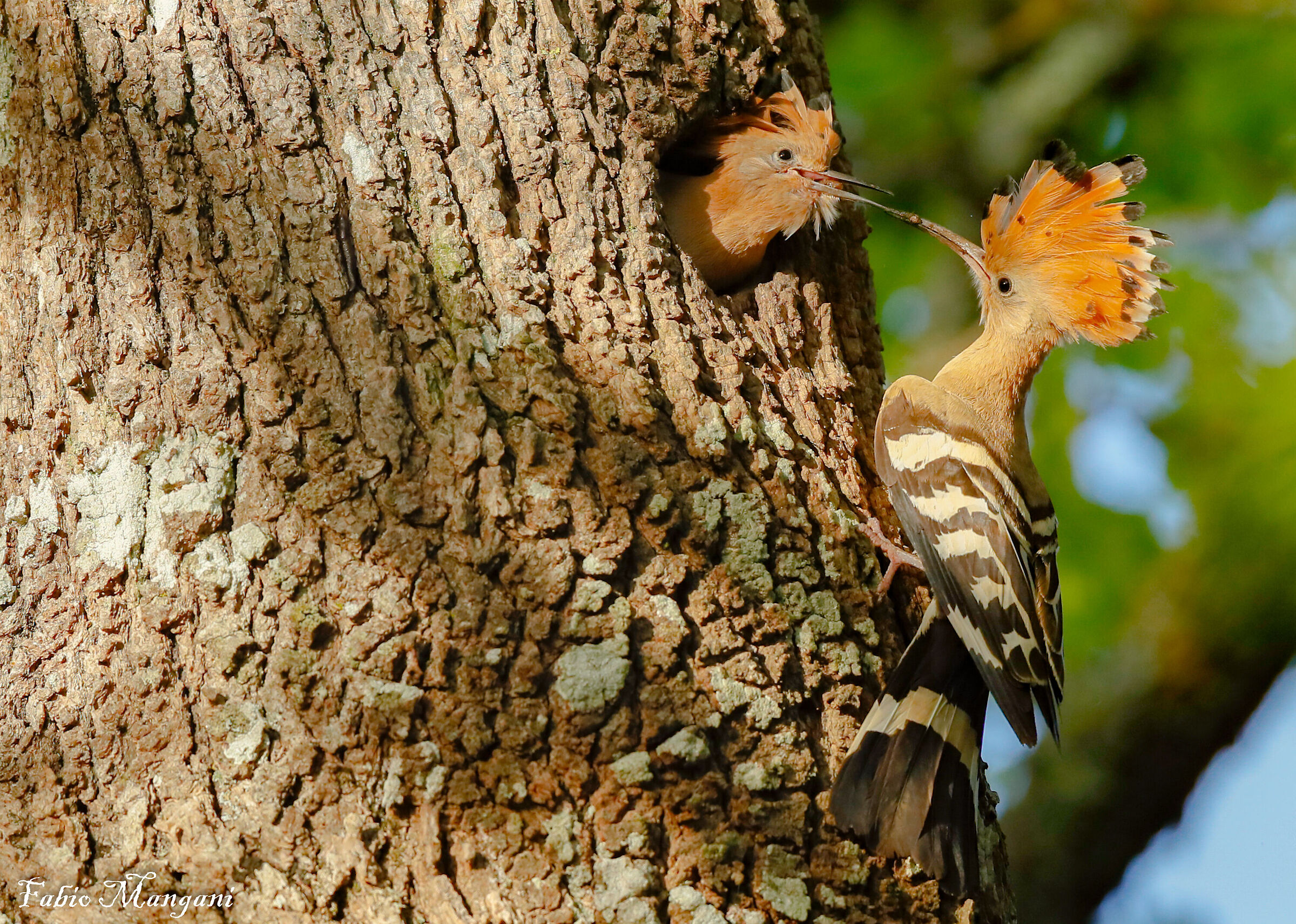 l'imbeccata dell'upupa