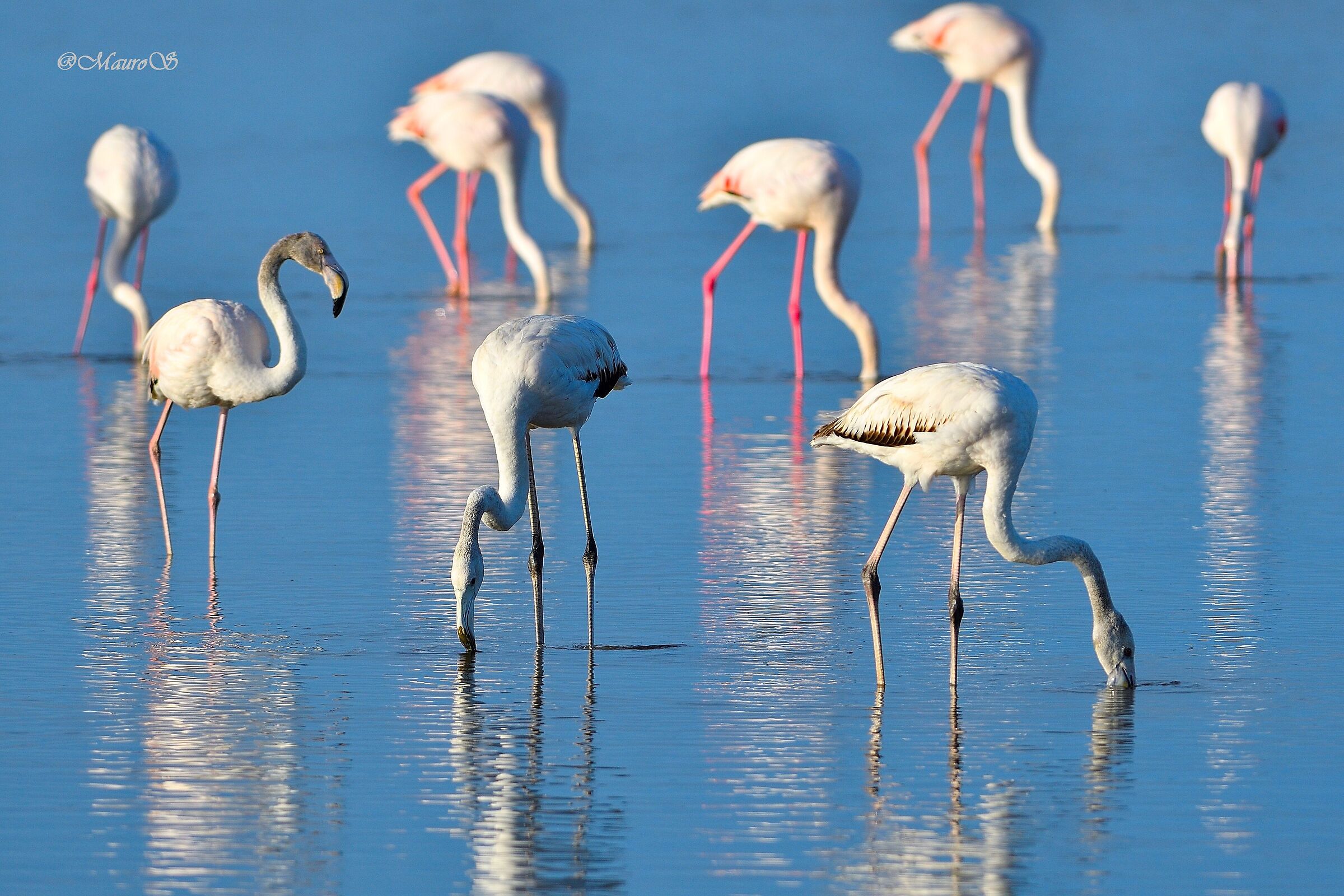 flamingoes