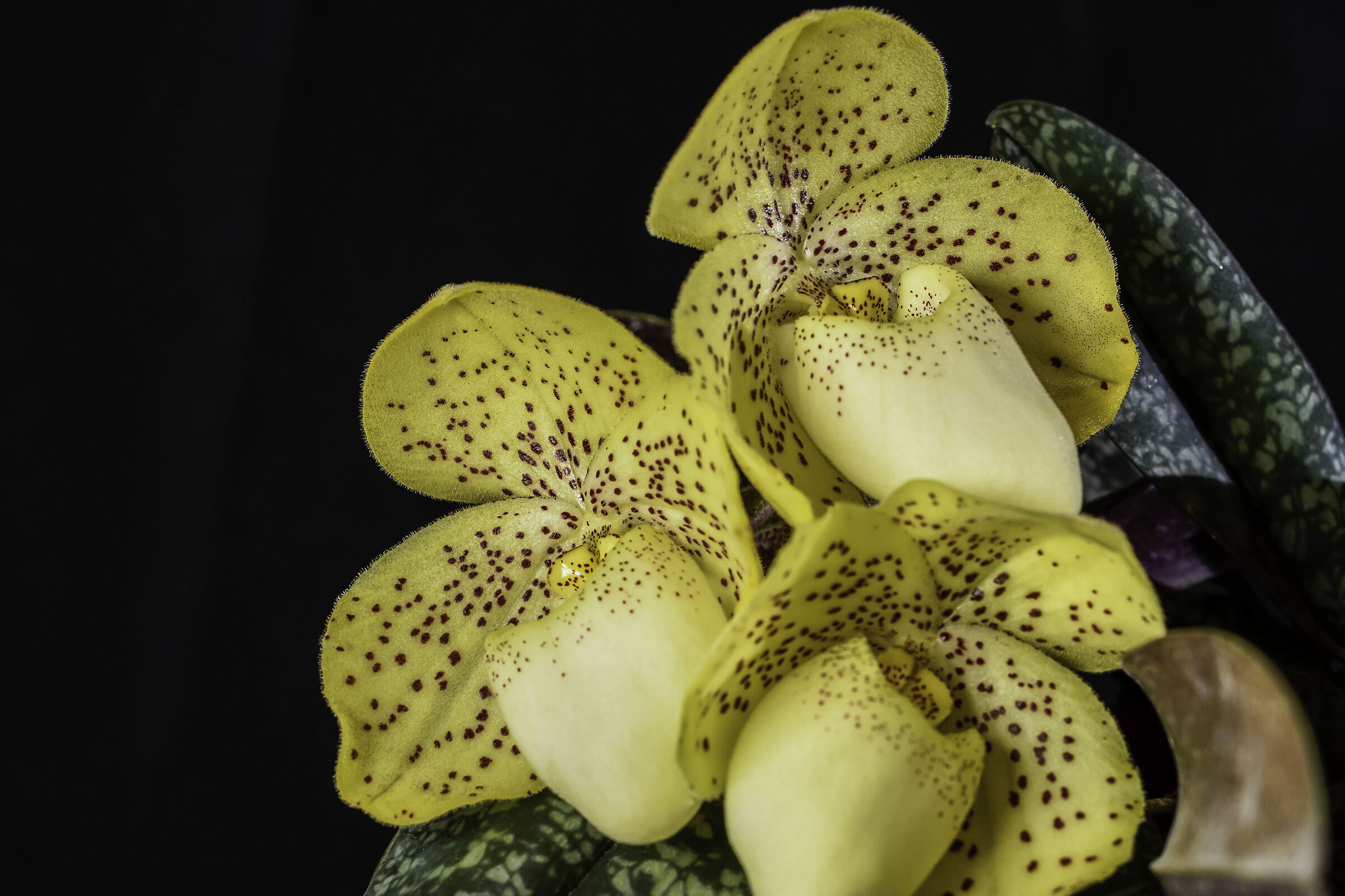 Concolor's paphiopedilum