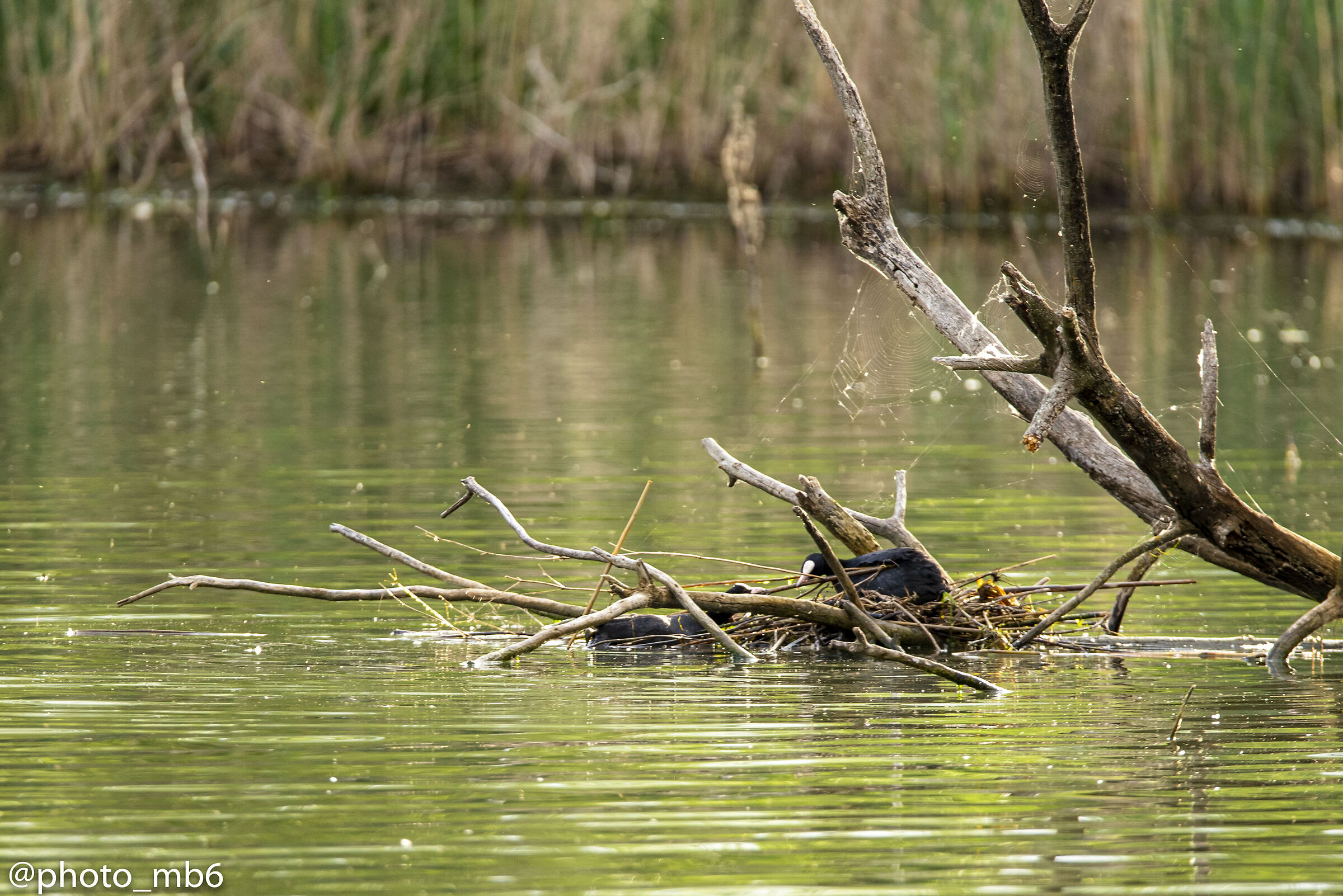 Nidificazione Primaverile