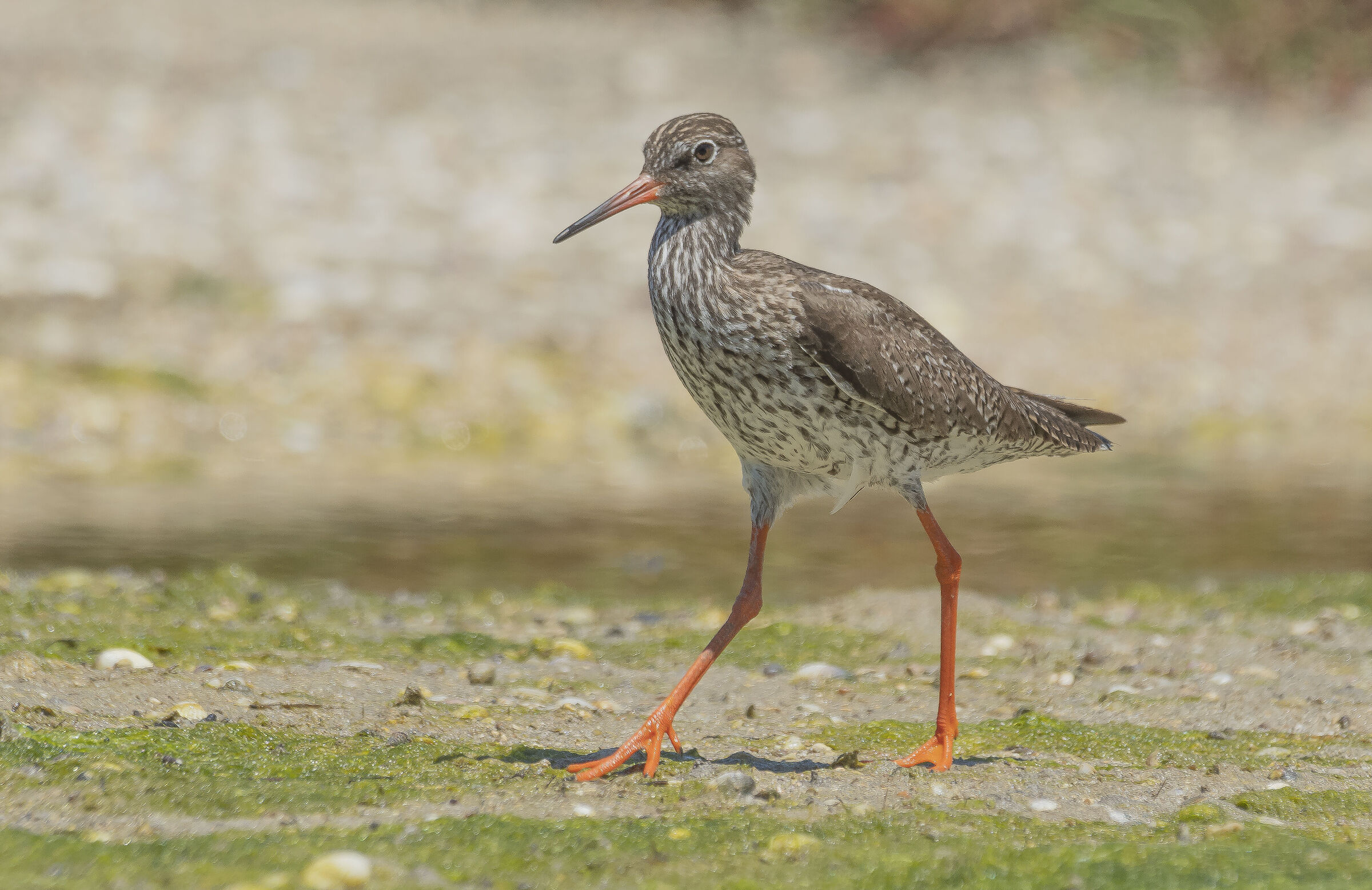 redshank