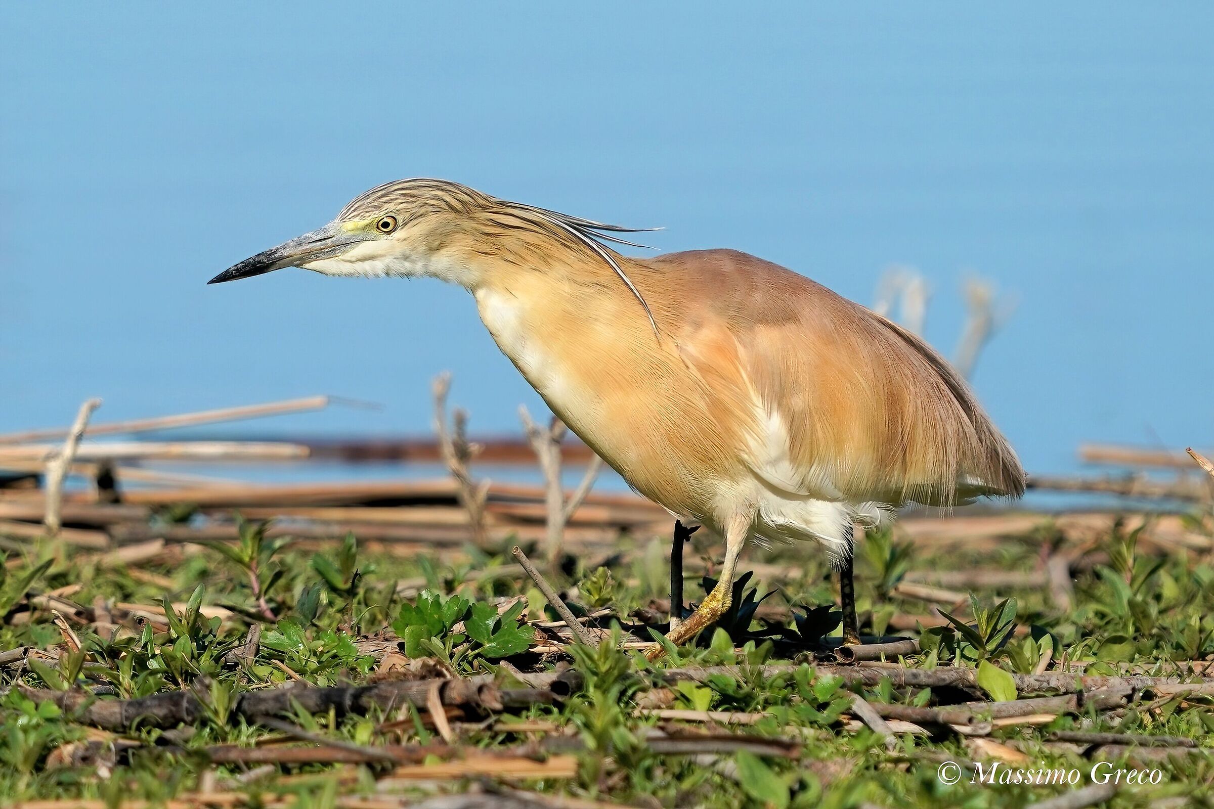 Sgarza ciuffetto (Ardeola ralloides)