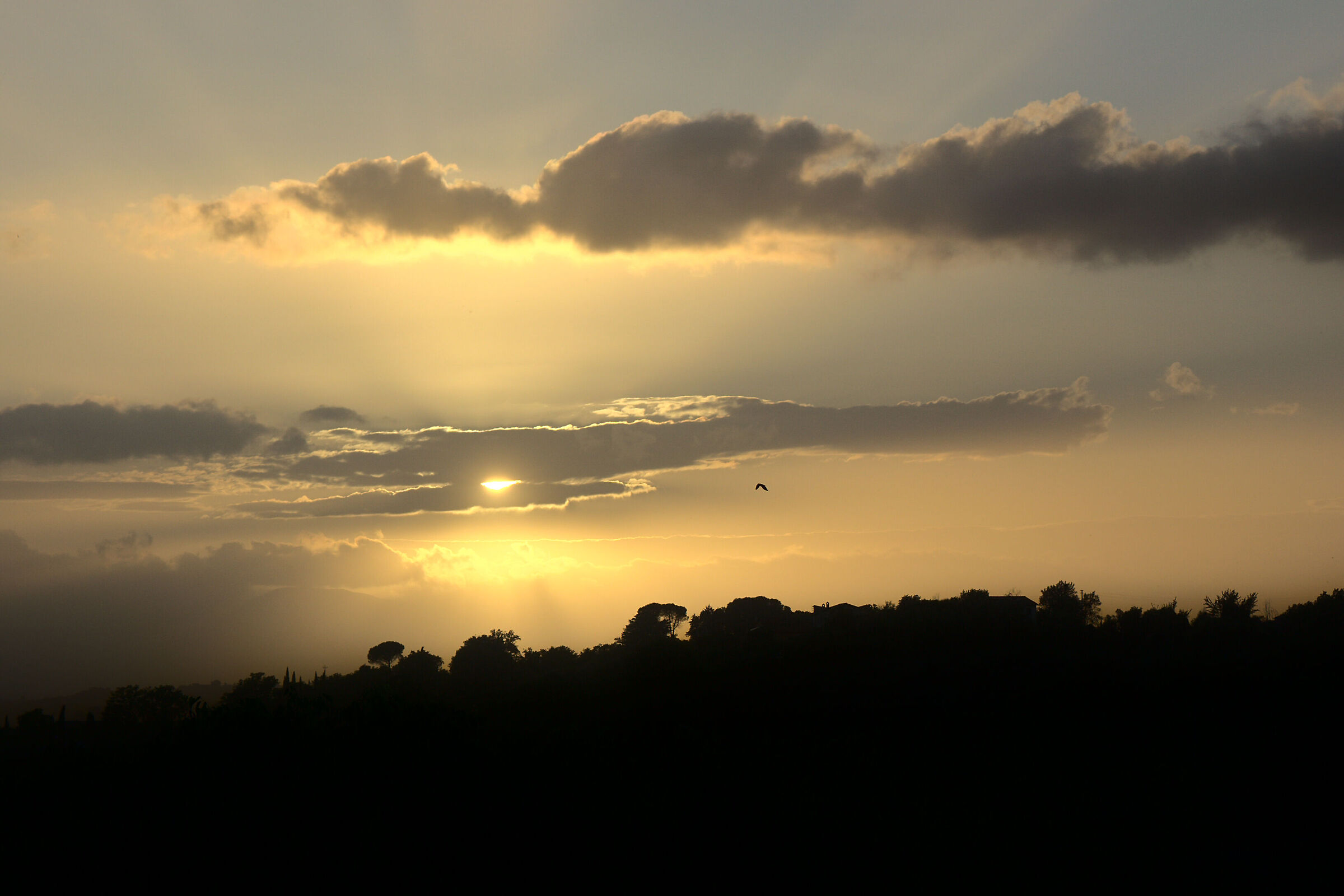 Flying into the sunset