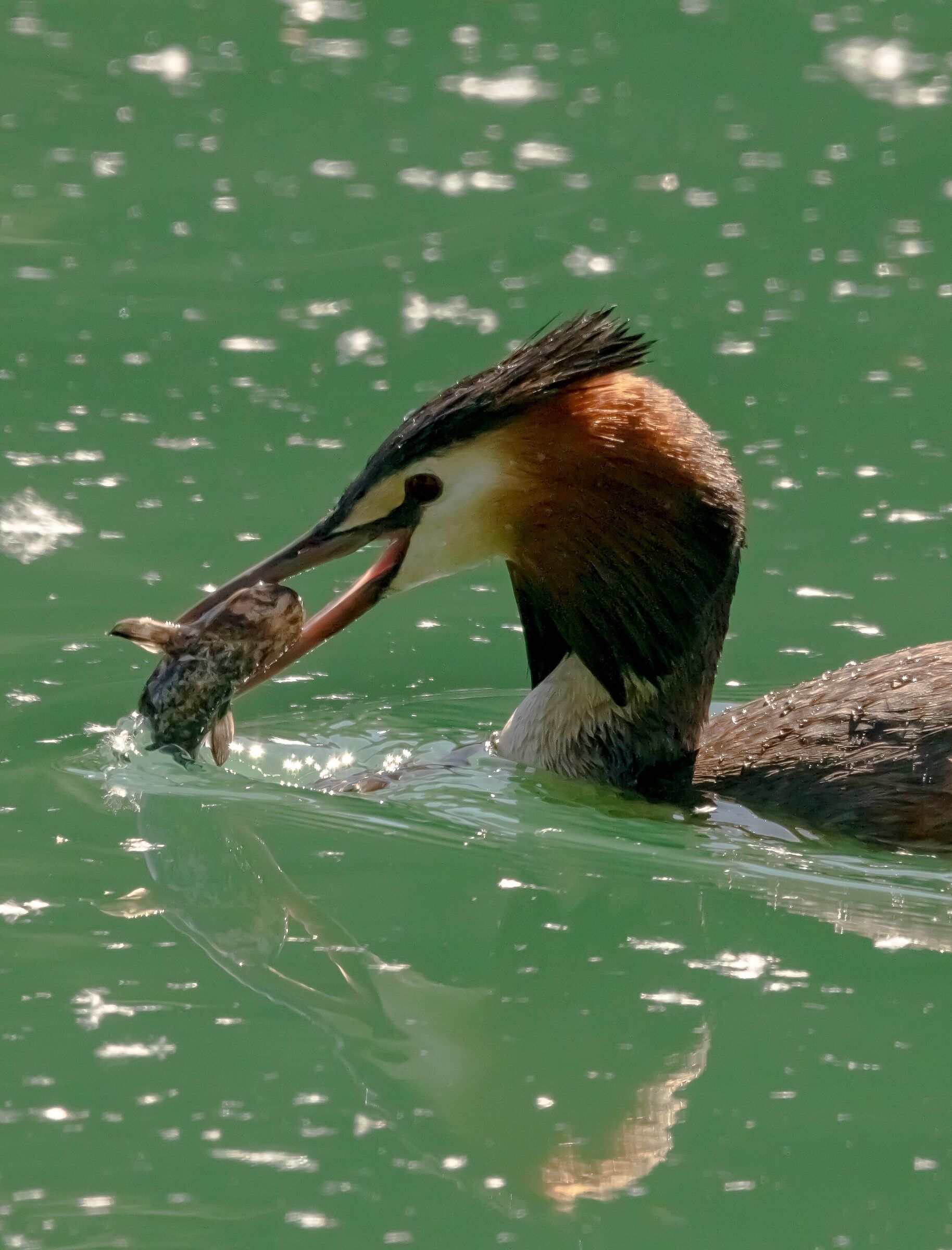 Major svasso with river adda prey 20/05/2021