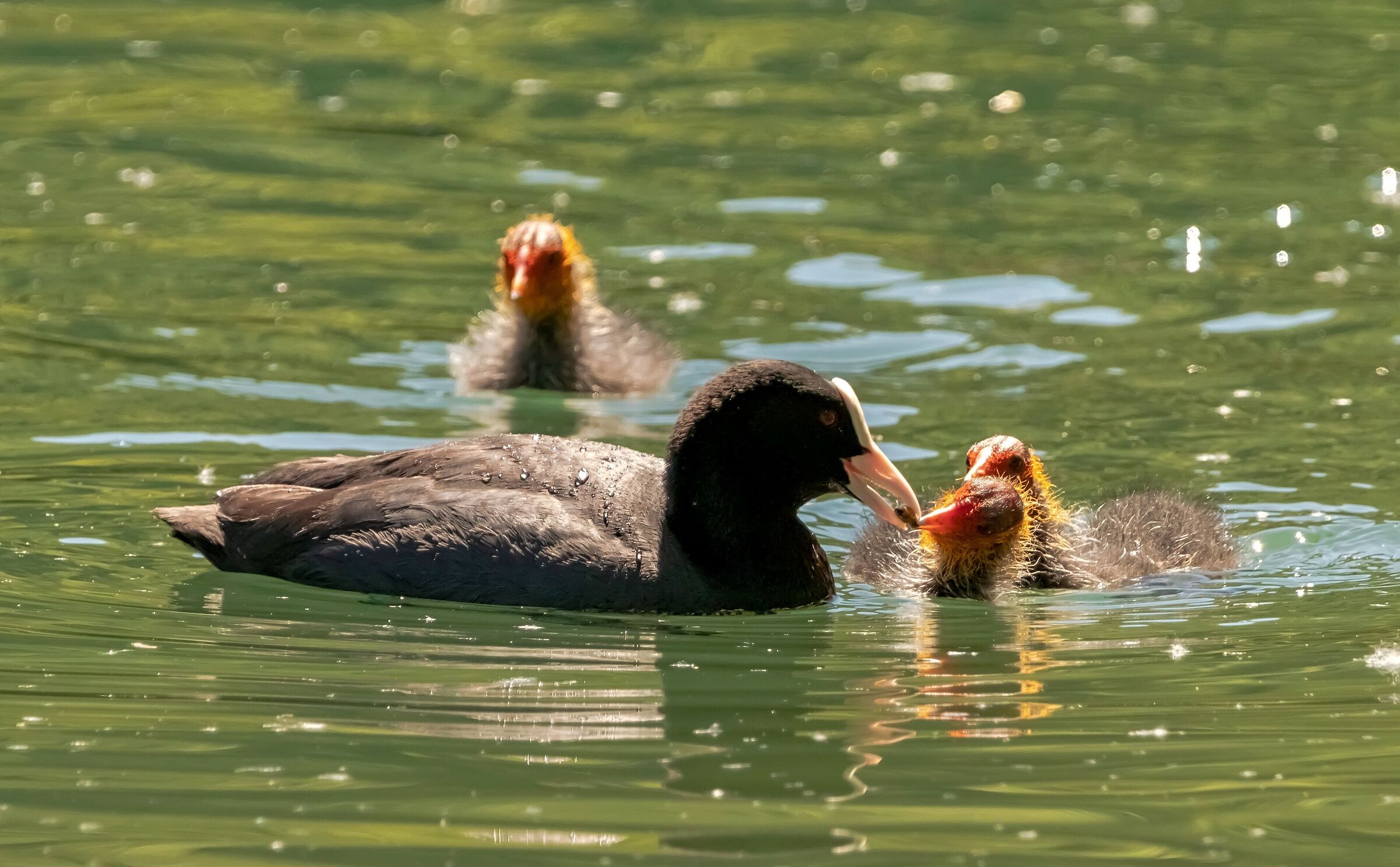 Coot that clings to the small River Adda 20/05/2021