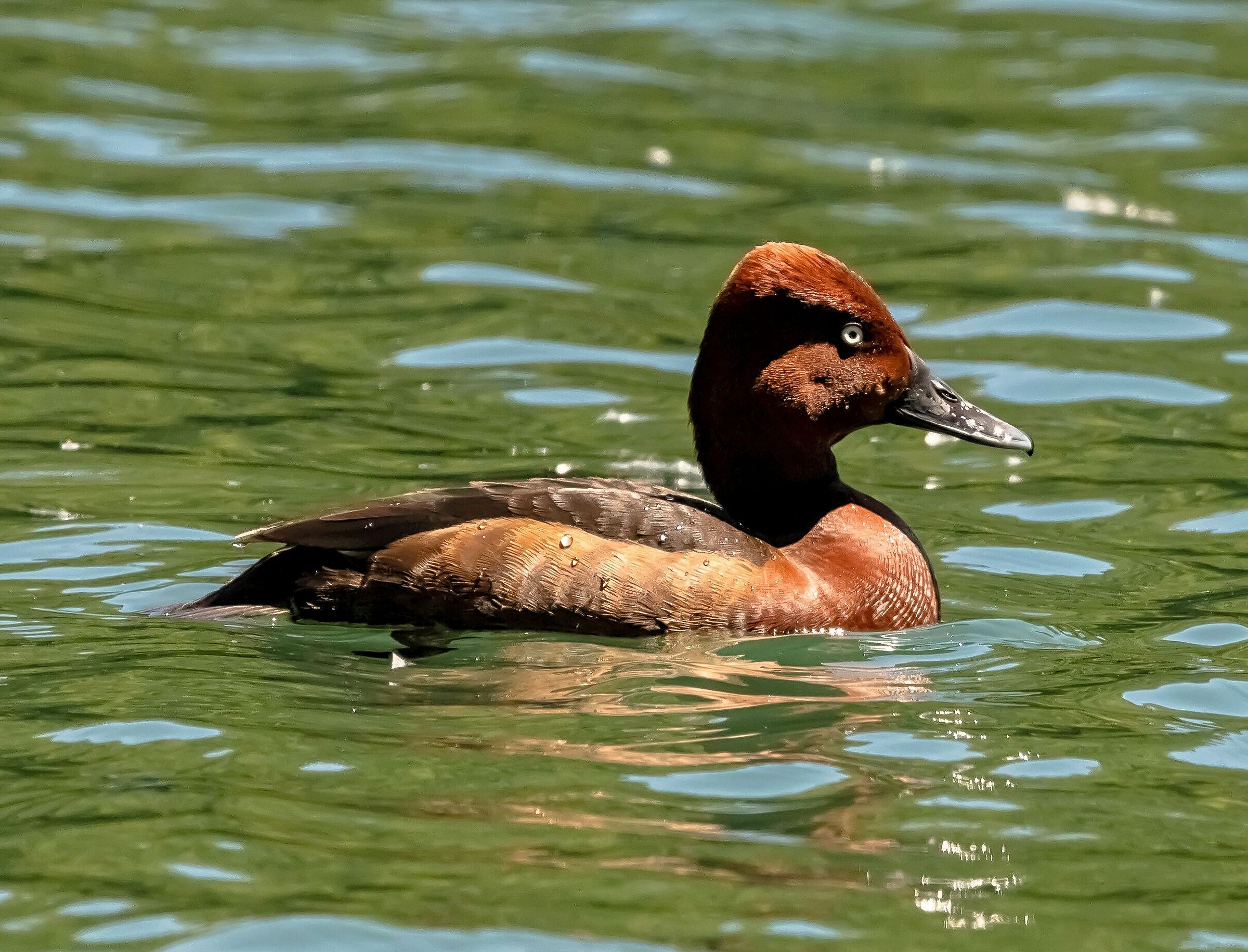 Moretta Tabaccata fiume Adda 20/05/2021