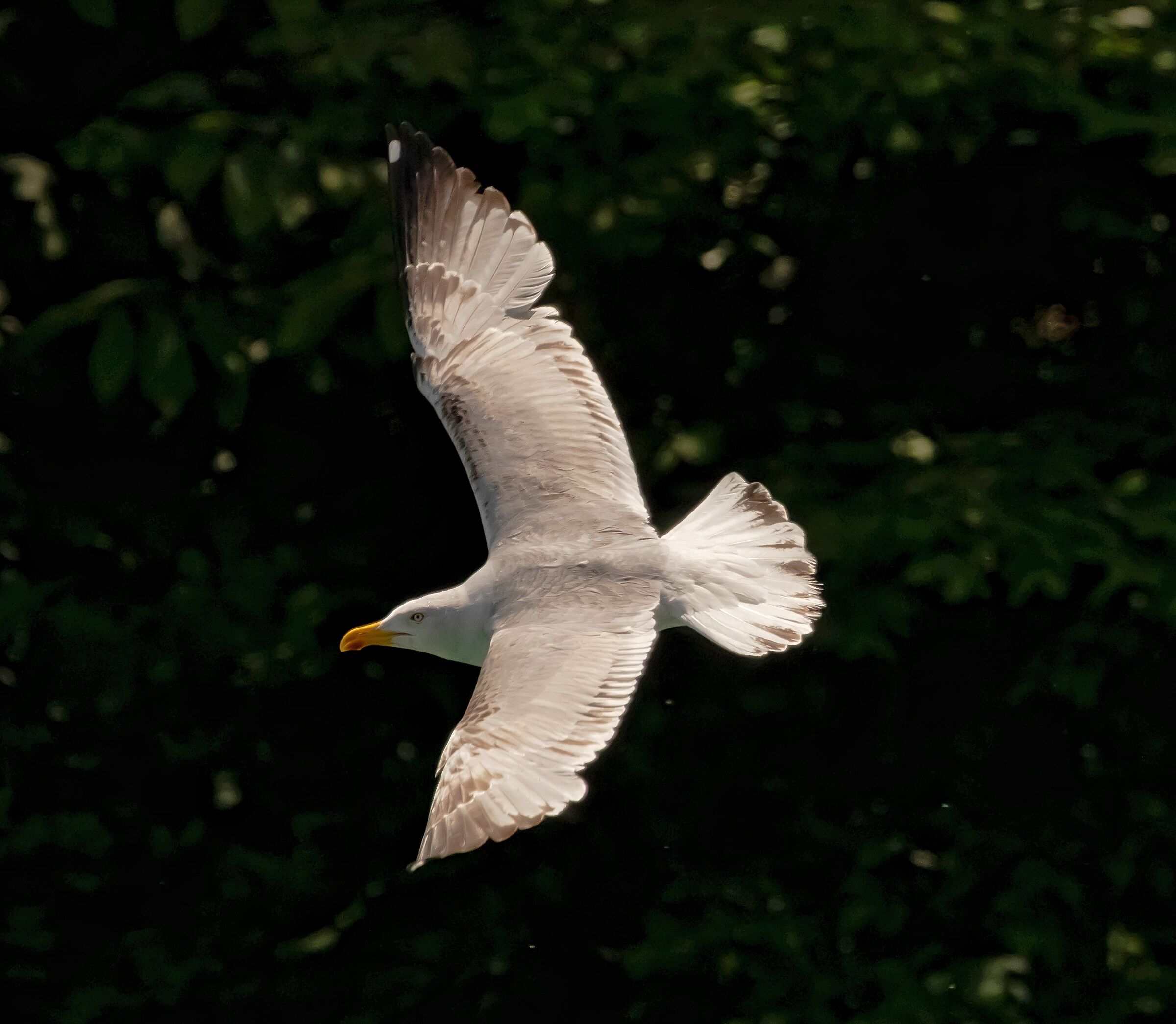 Royal Seagull in flight river Adda 20/05/2021