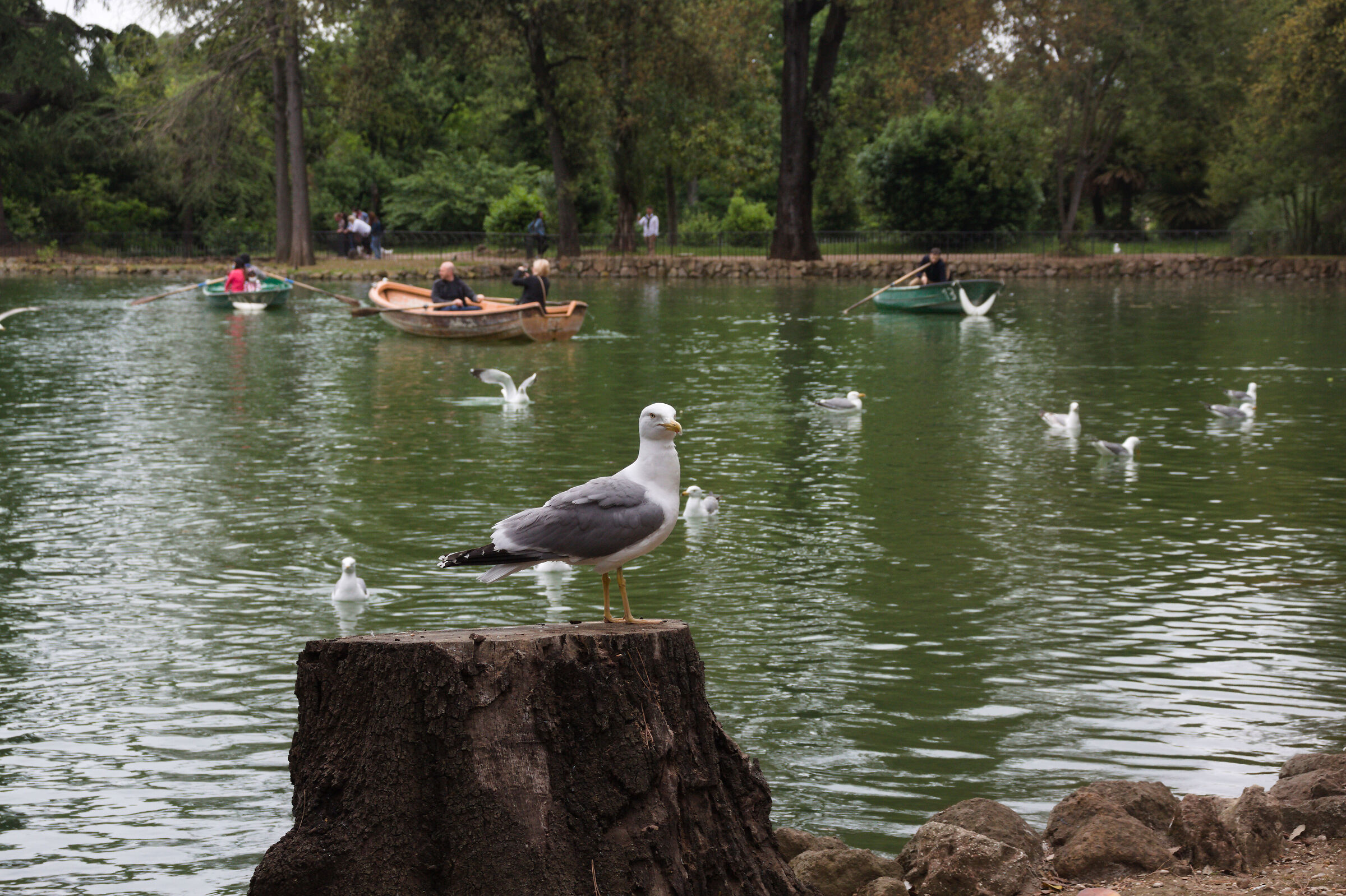 The King of the Pond